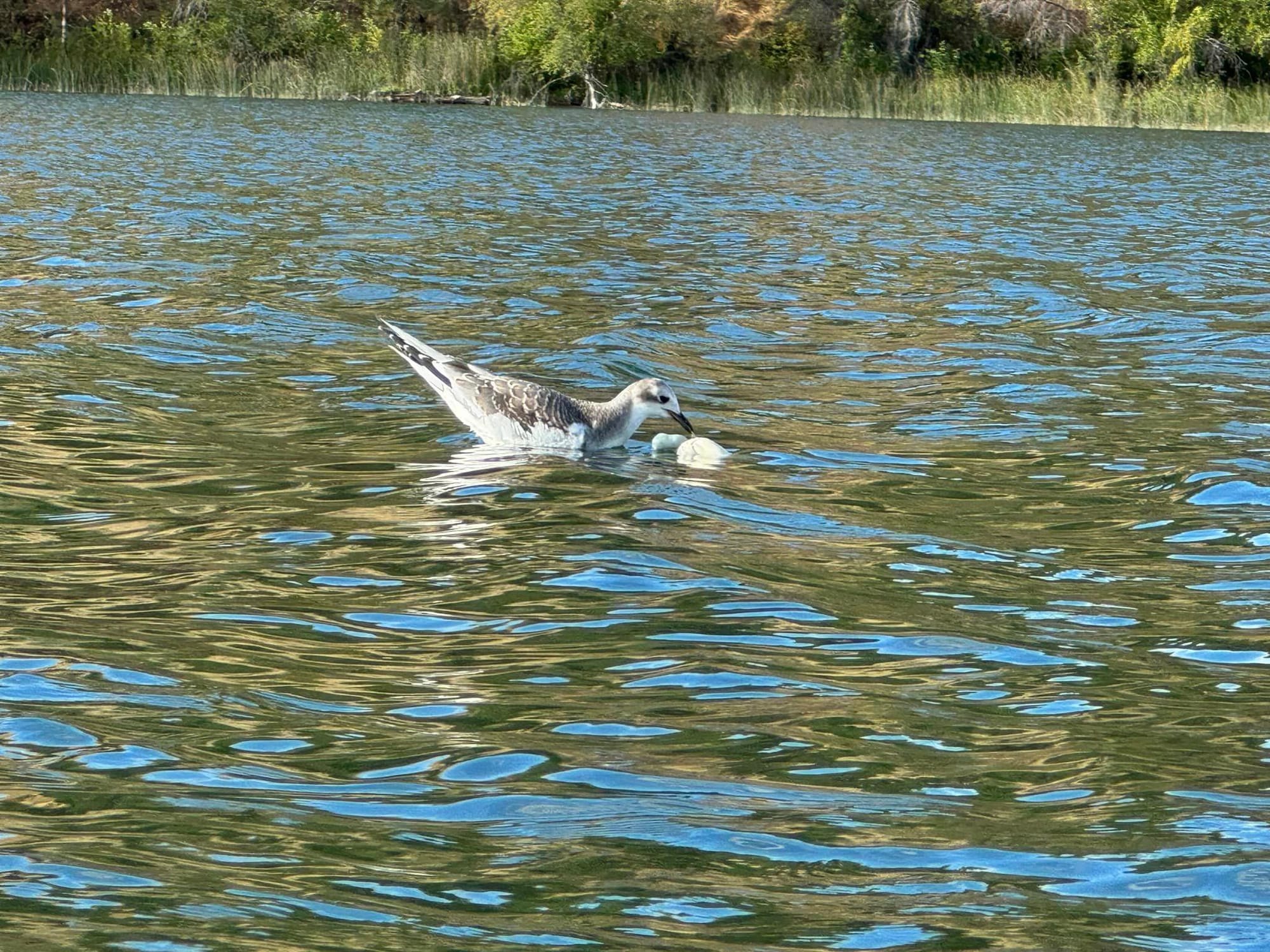 Sabine's gull