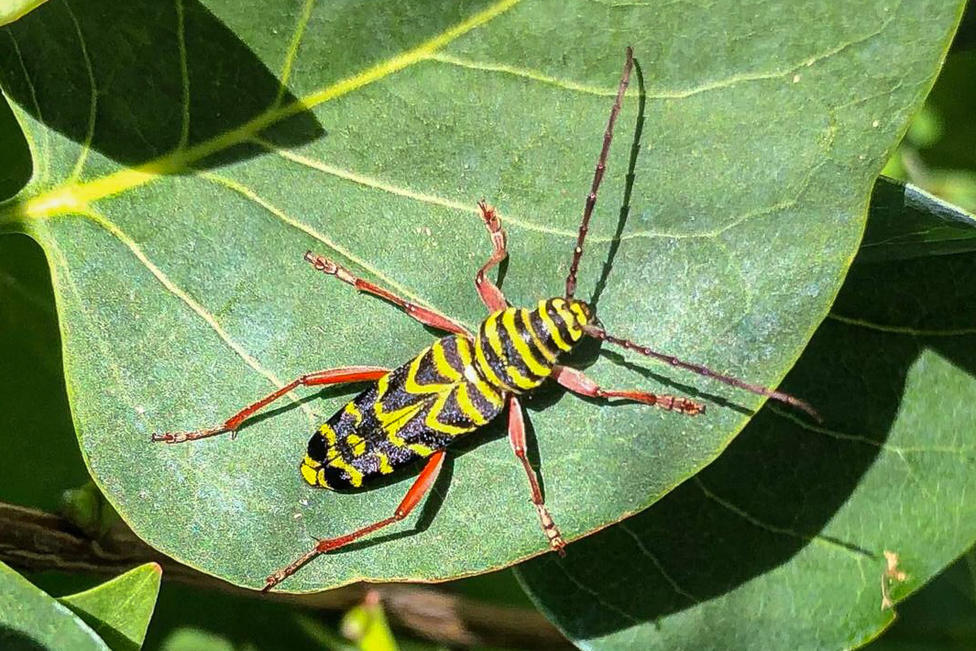 locust borer