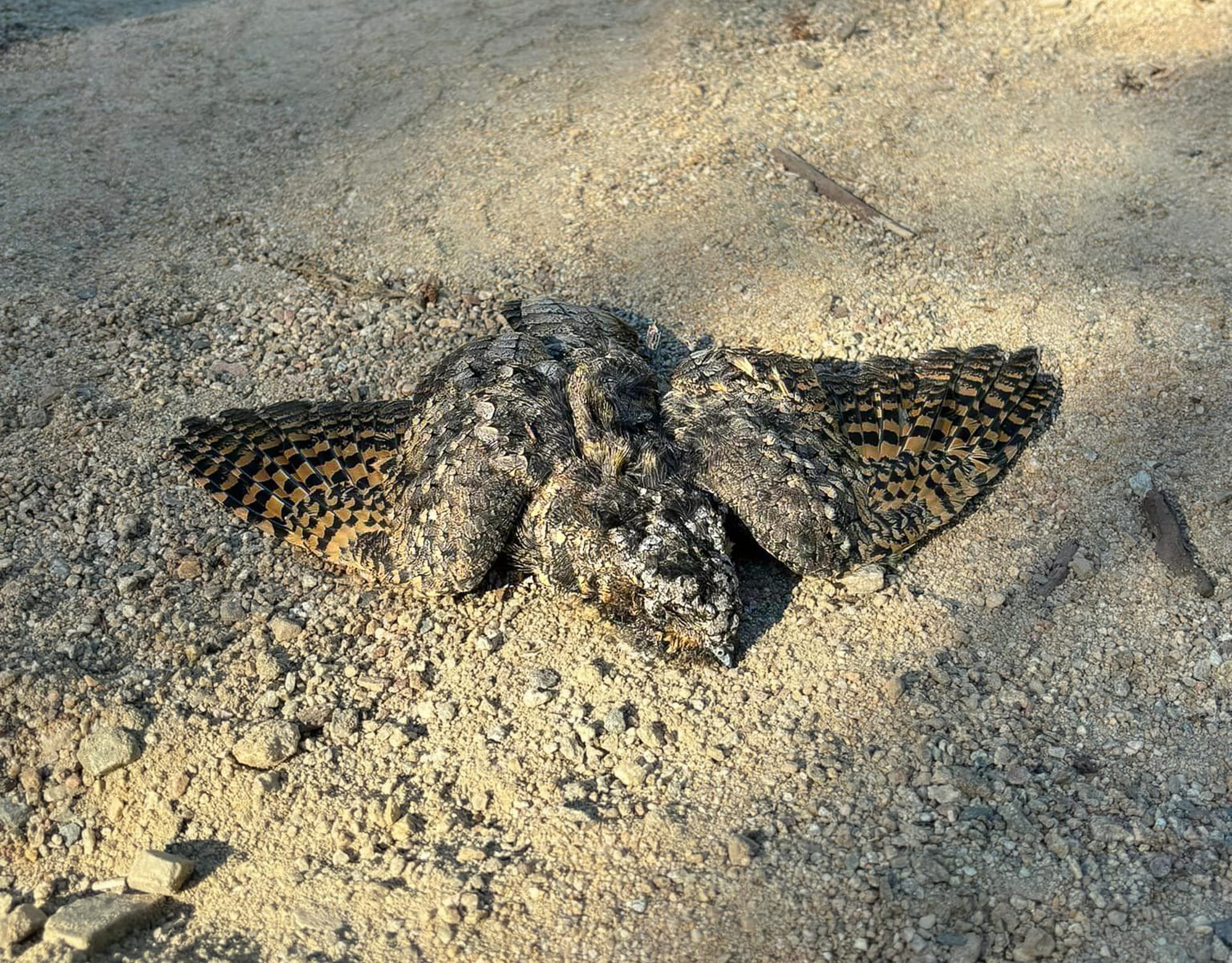 common poorwill