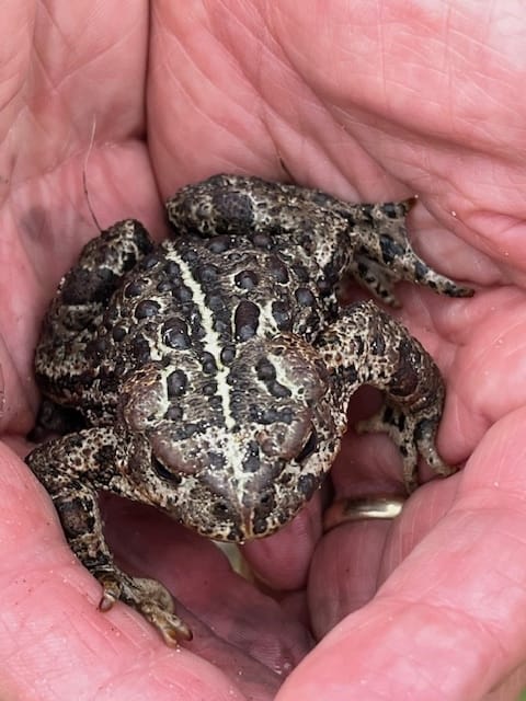 western toad