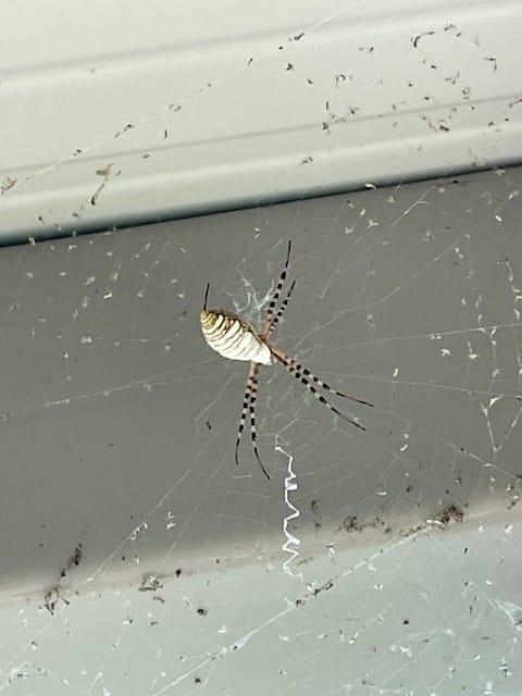 banded garden spider