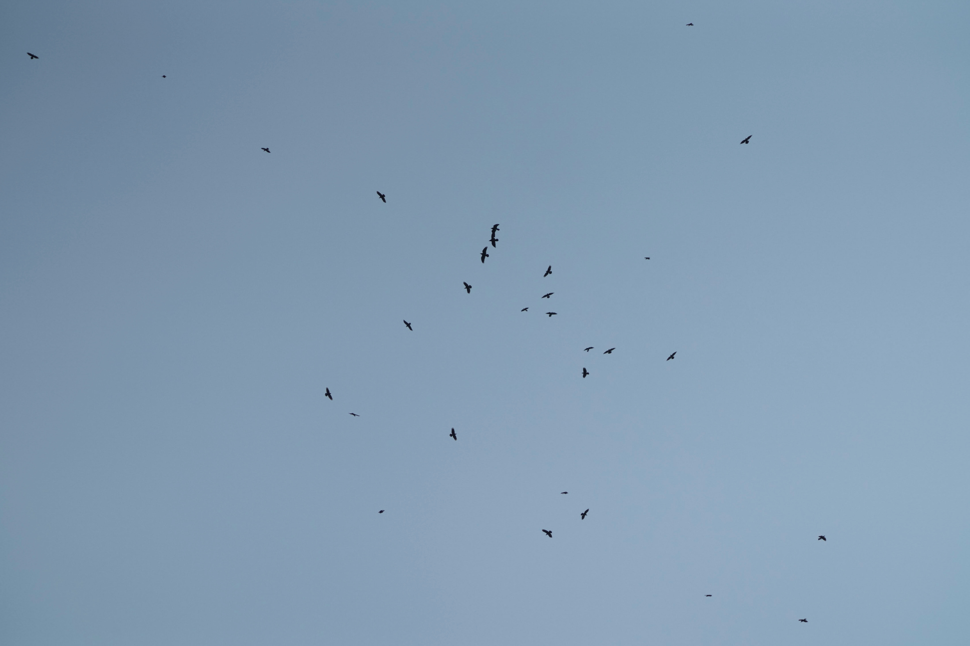 common ravens