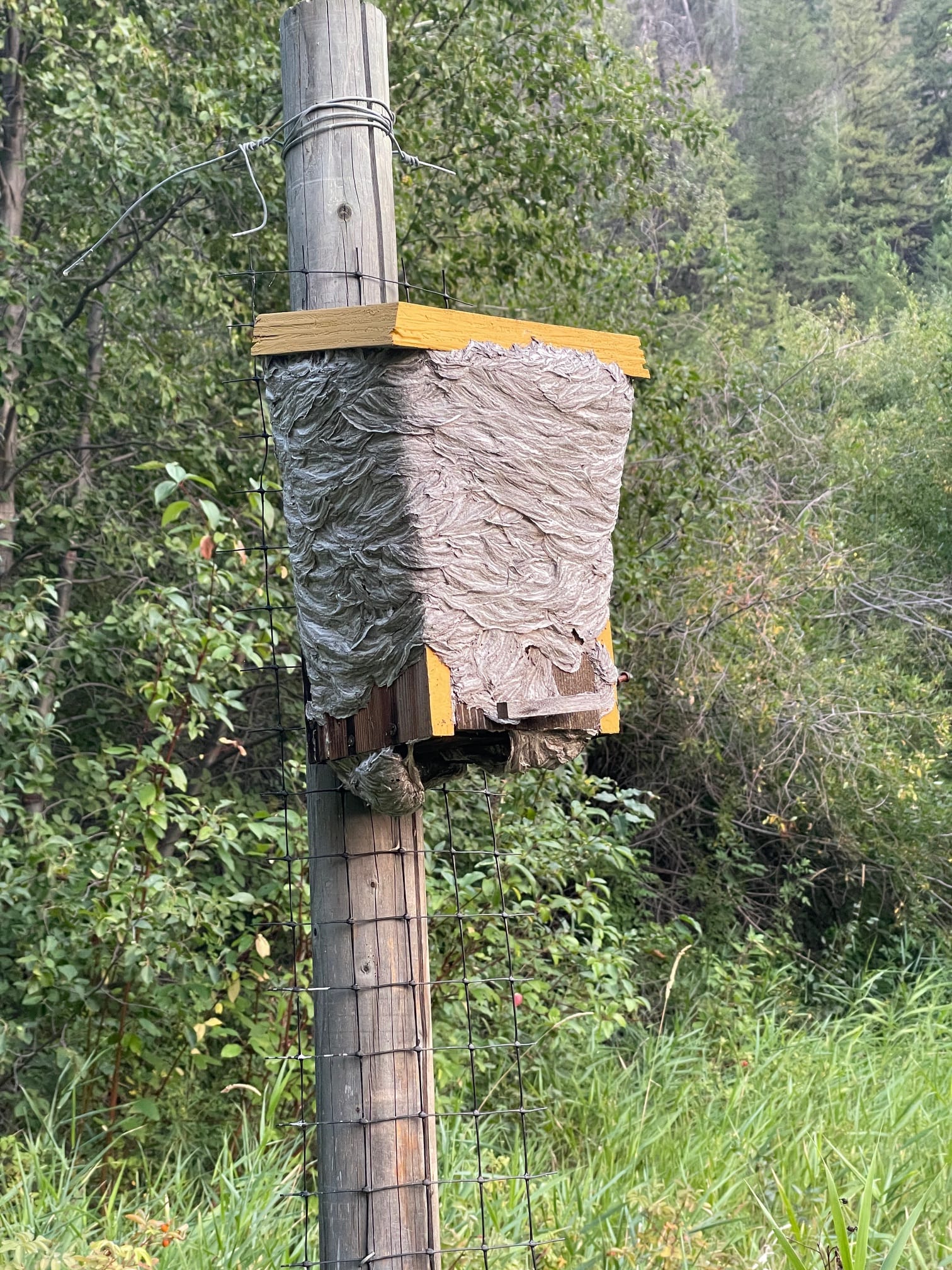 yellowjacket nest