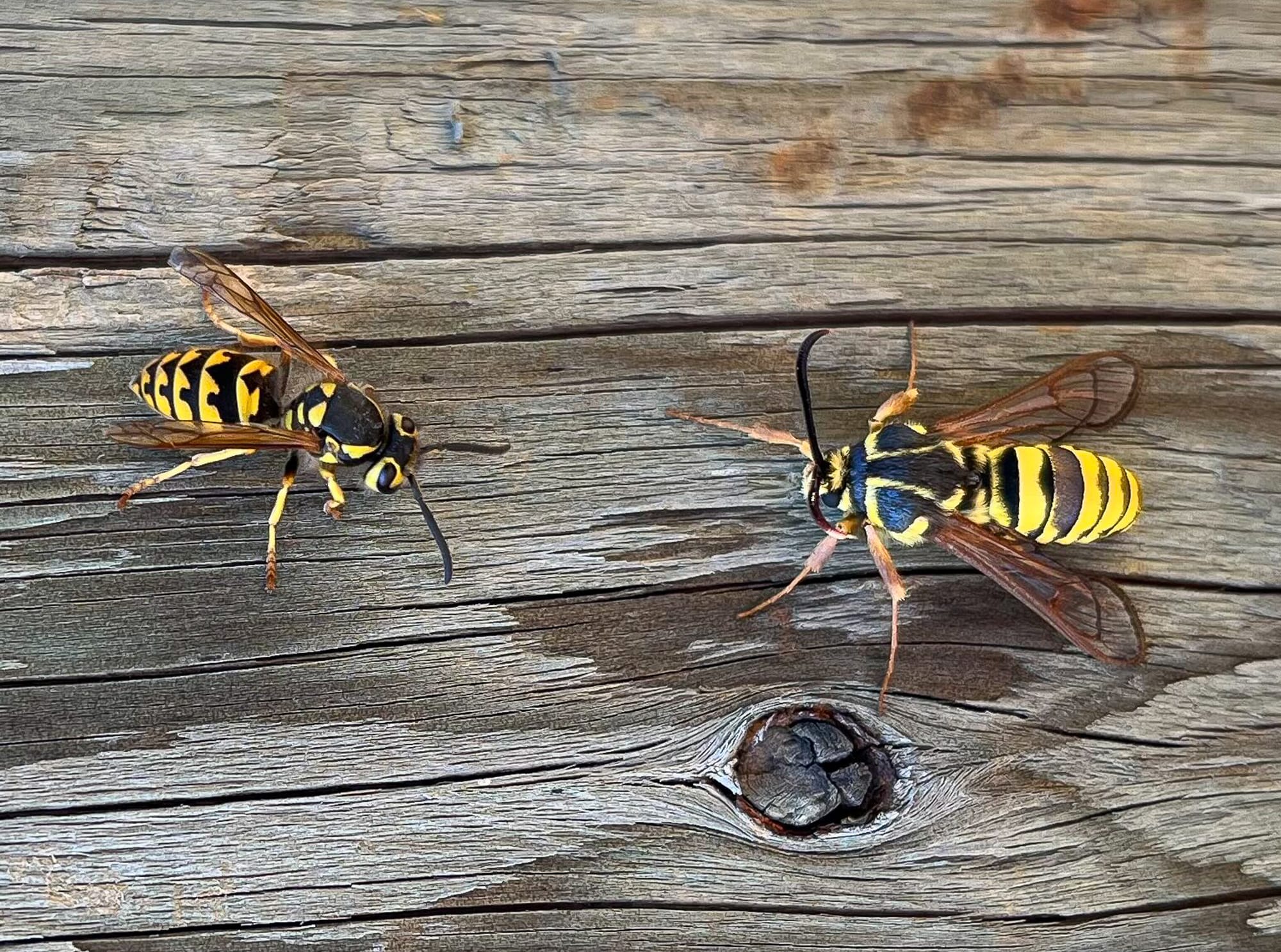 American hornet moth