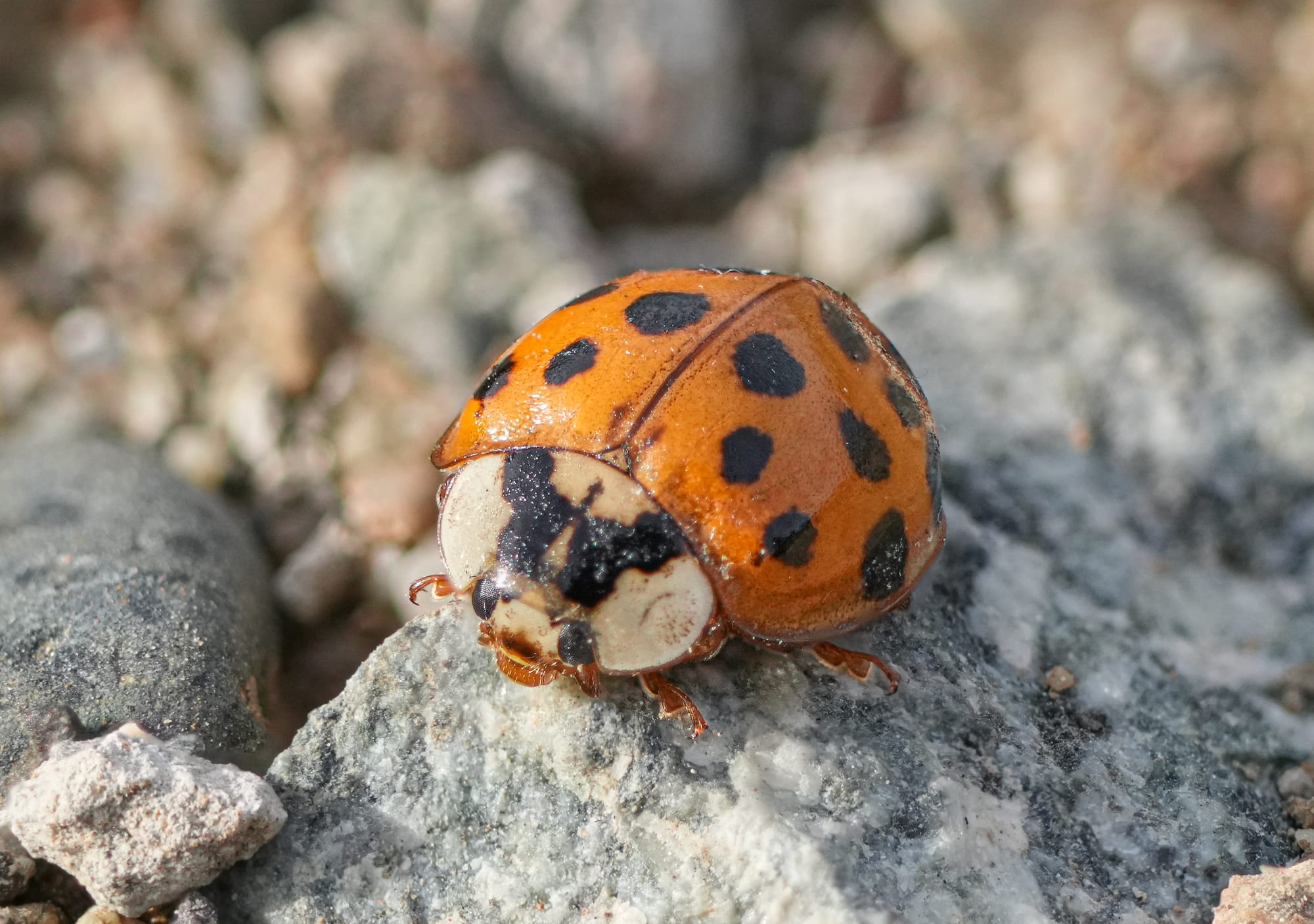 Asian lady beetle