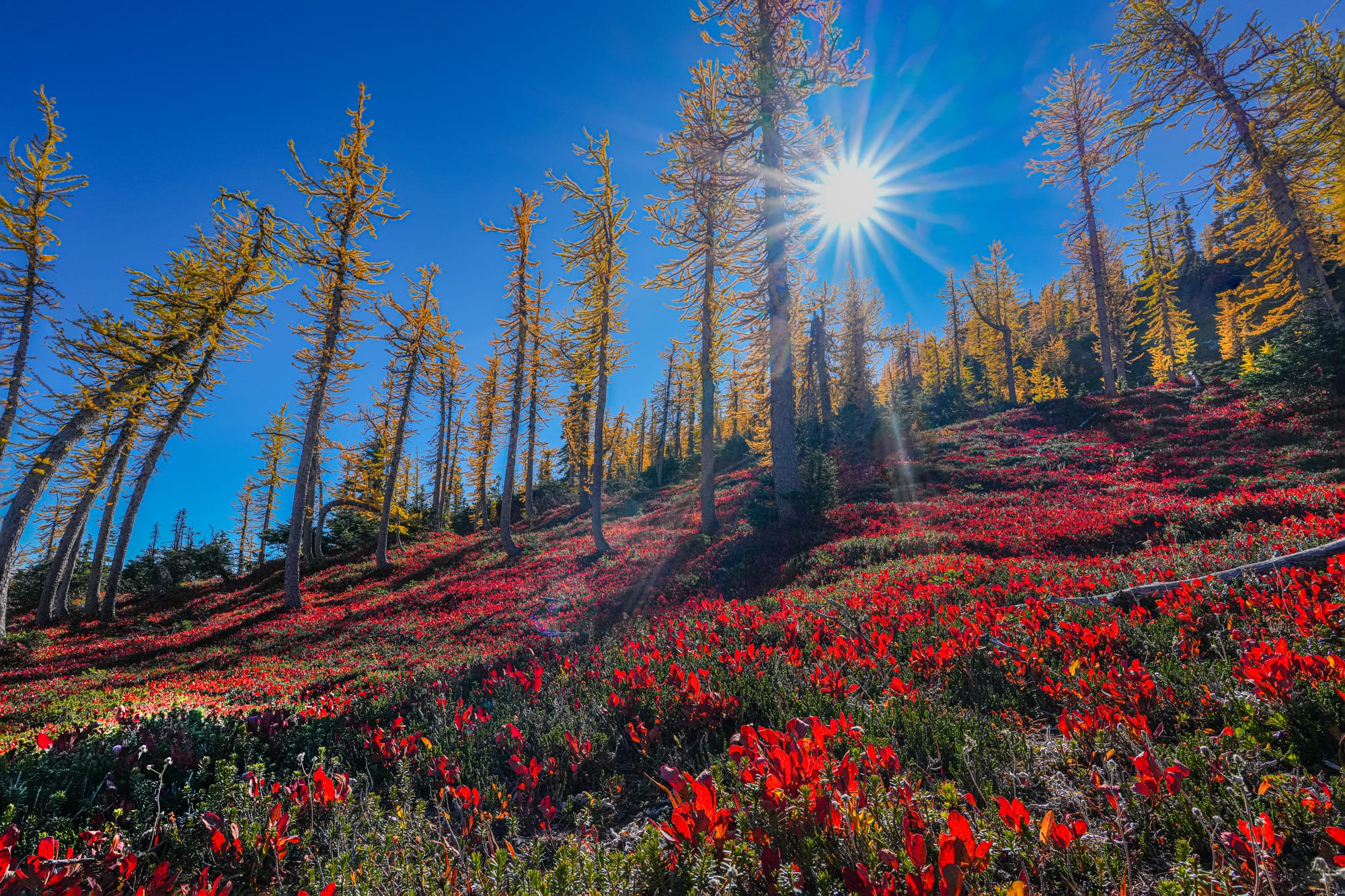 larches and huckleberries