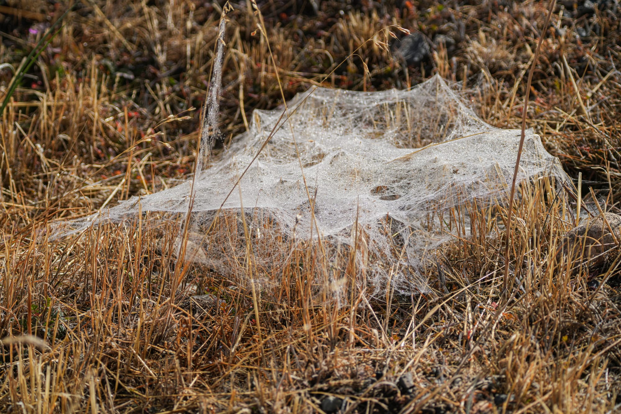 sheet-web spider