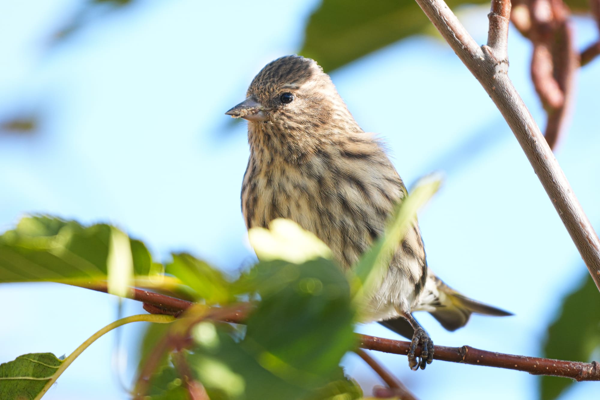 pine siskin