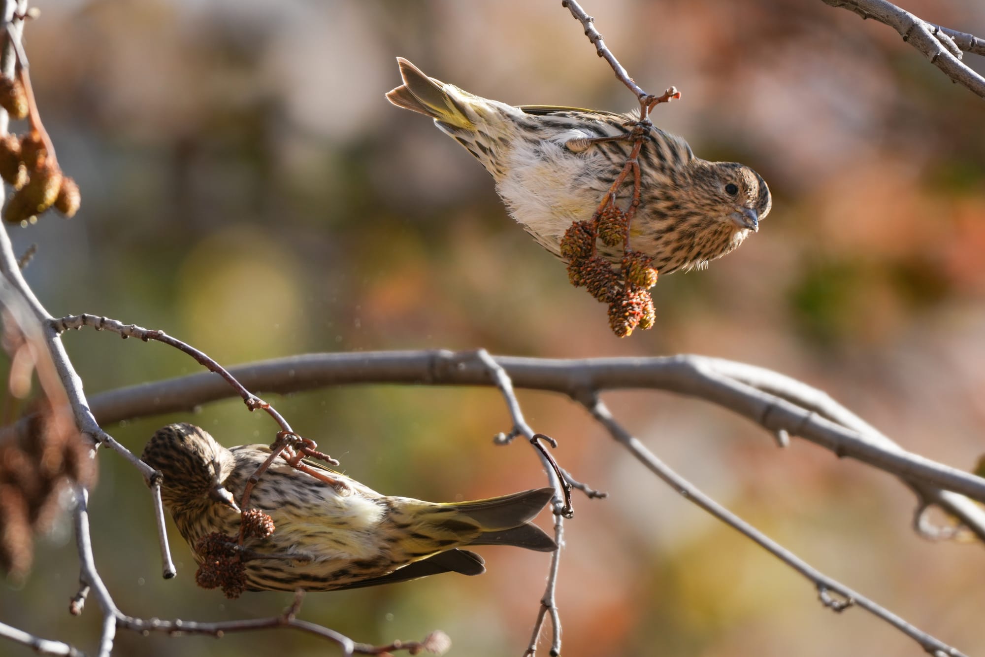 pine siskins