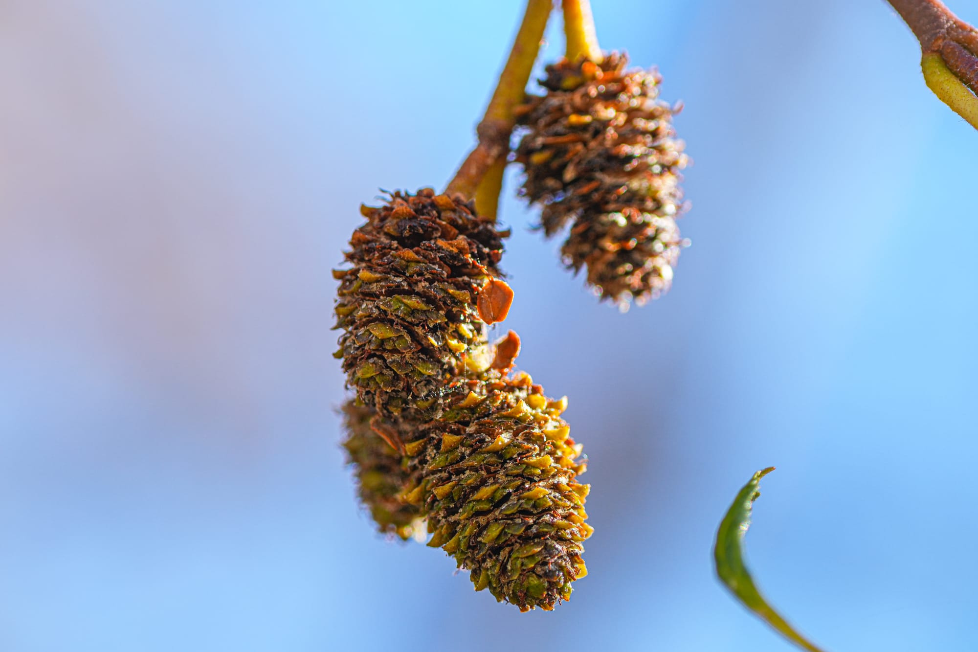 alder cones