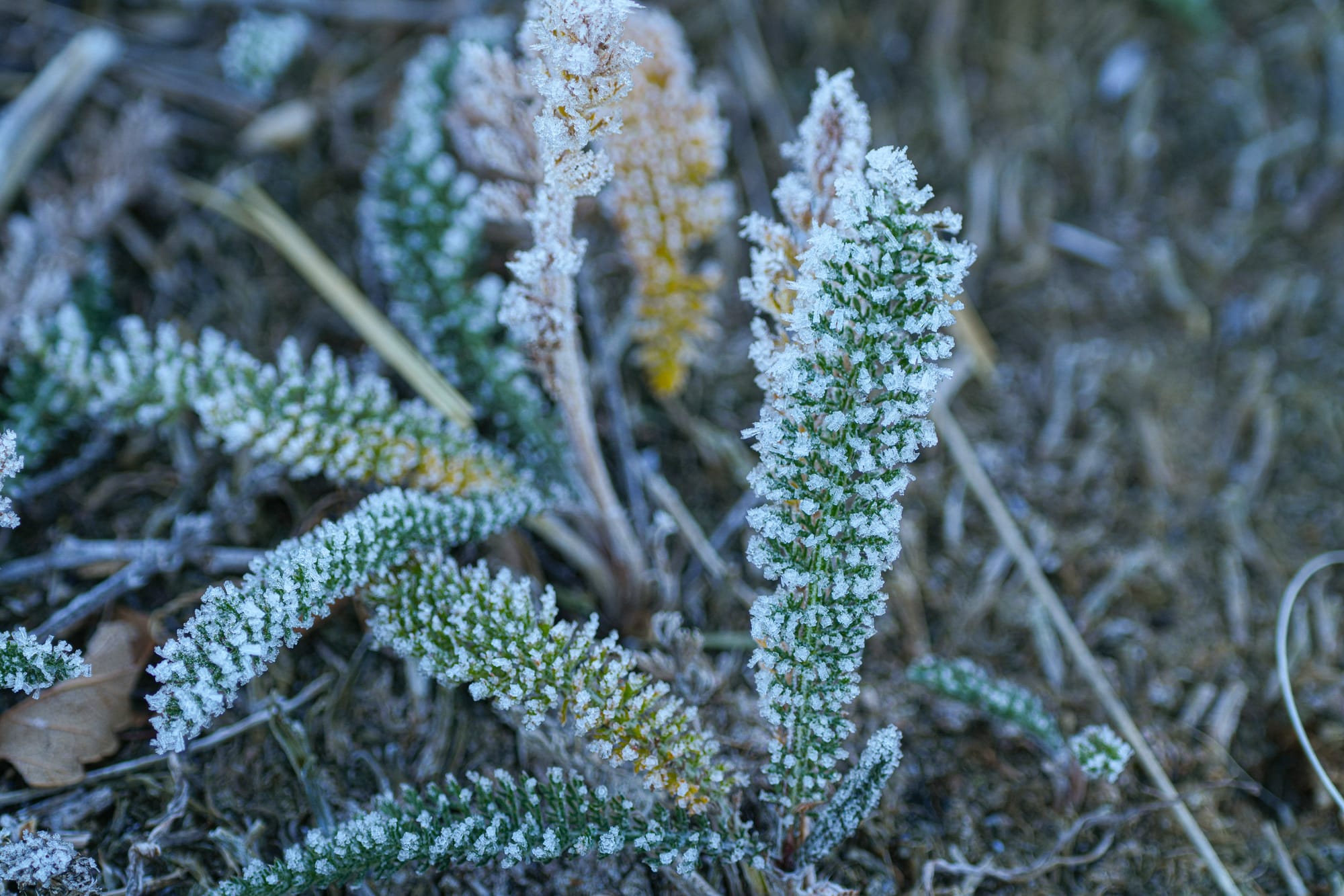 frost on leaves