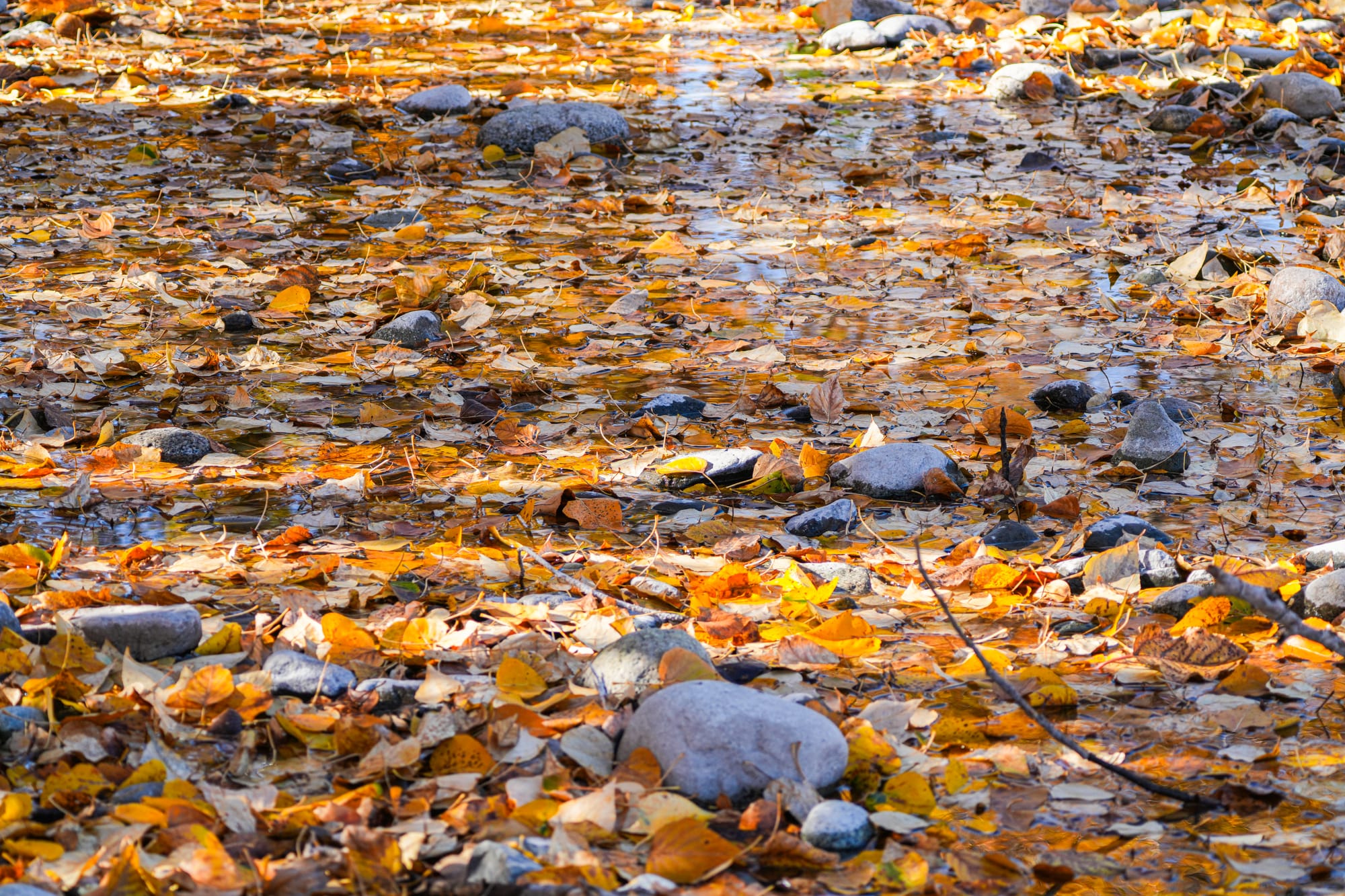 leaves on river