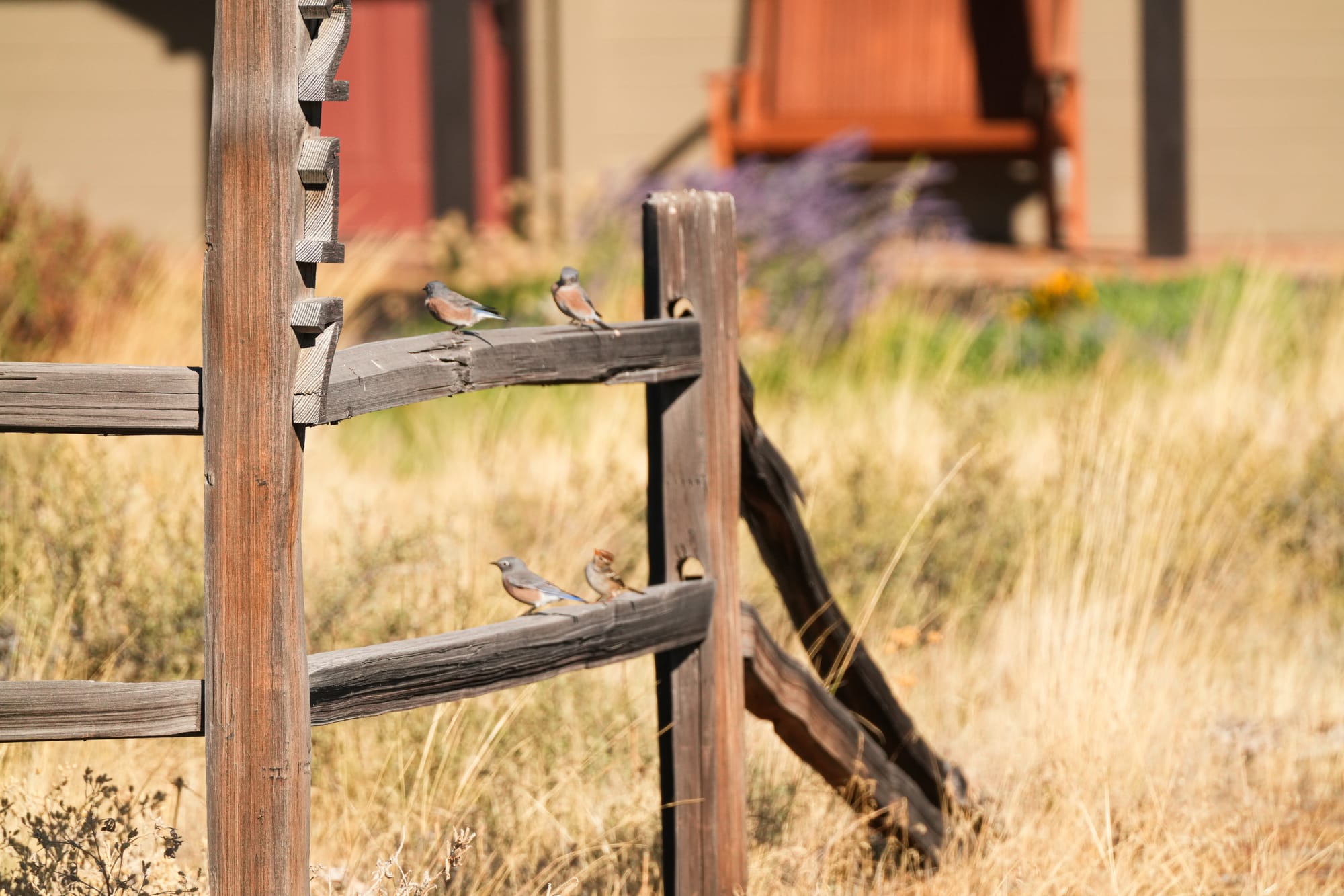 western bluebirds