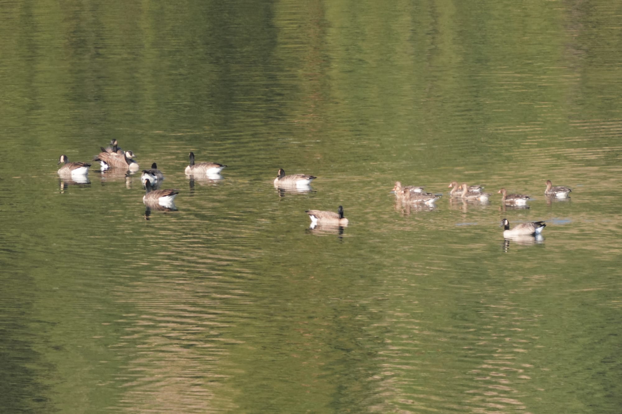 white-fronted geese with Canada geese