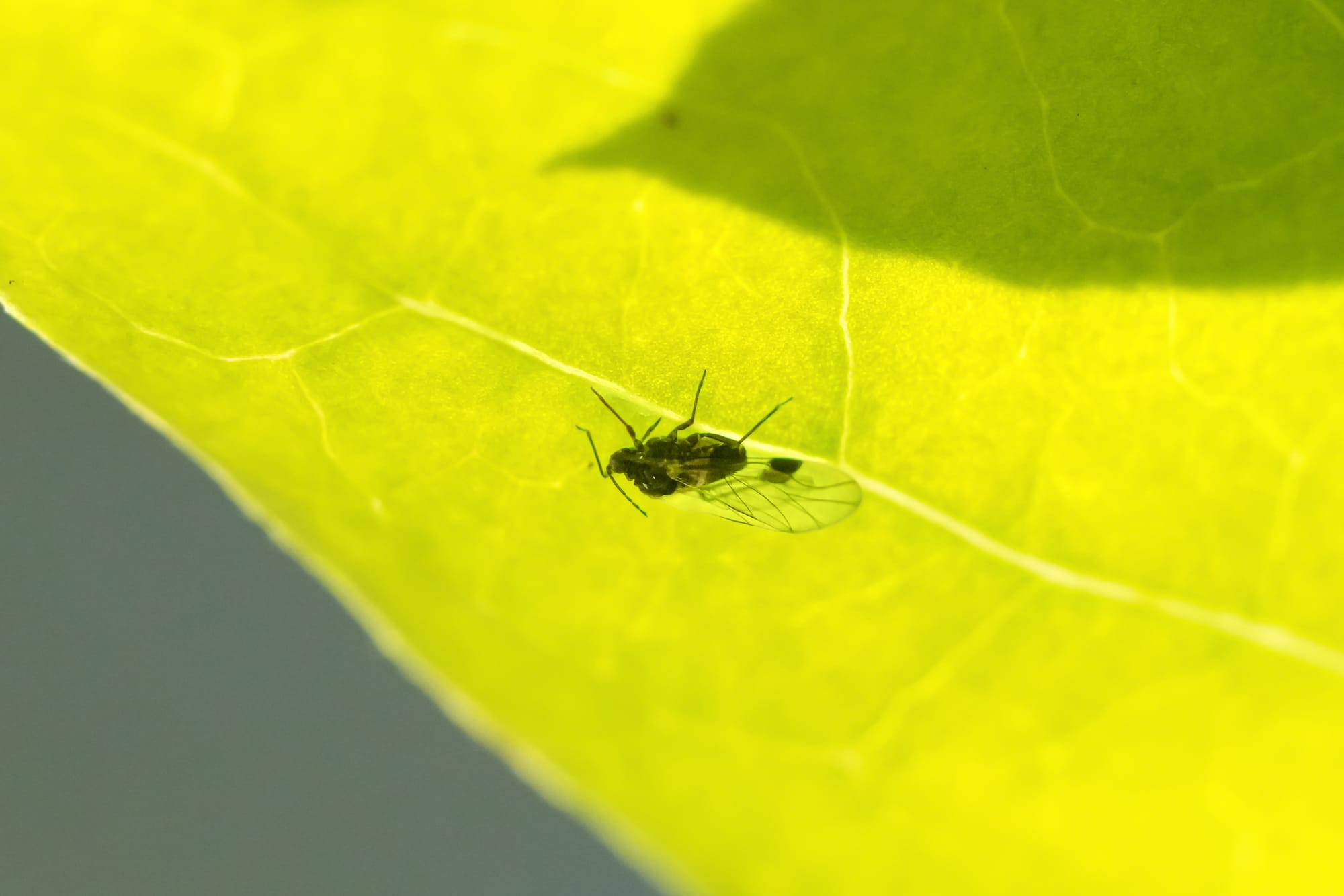 aphid