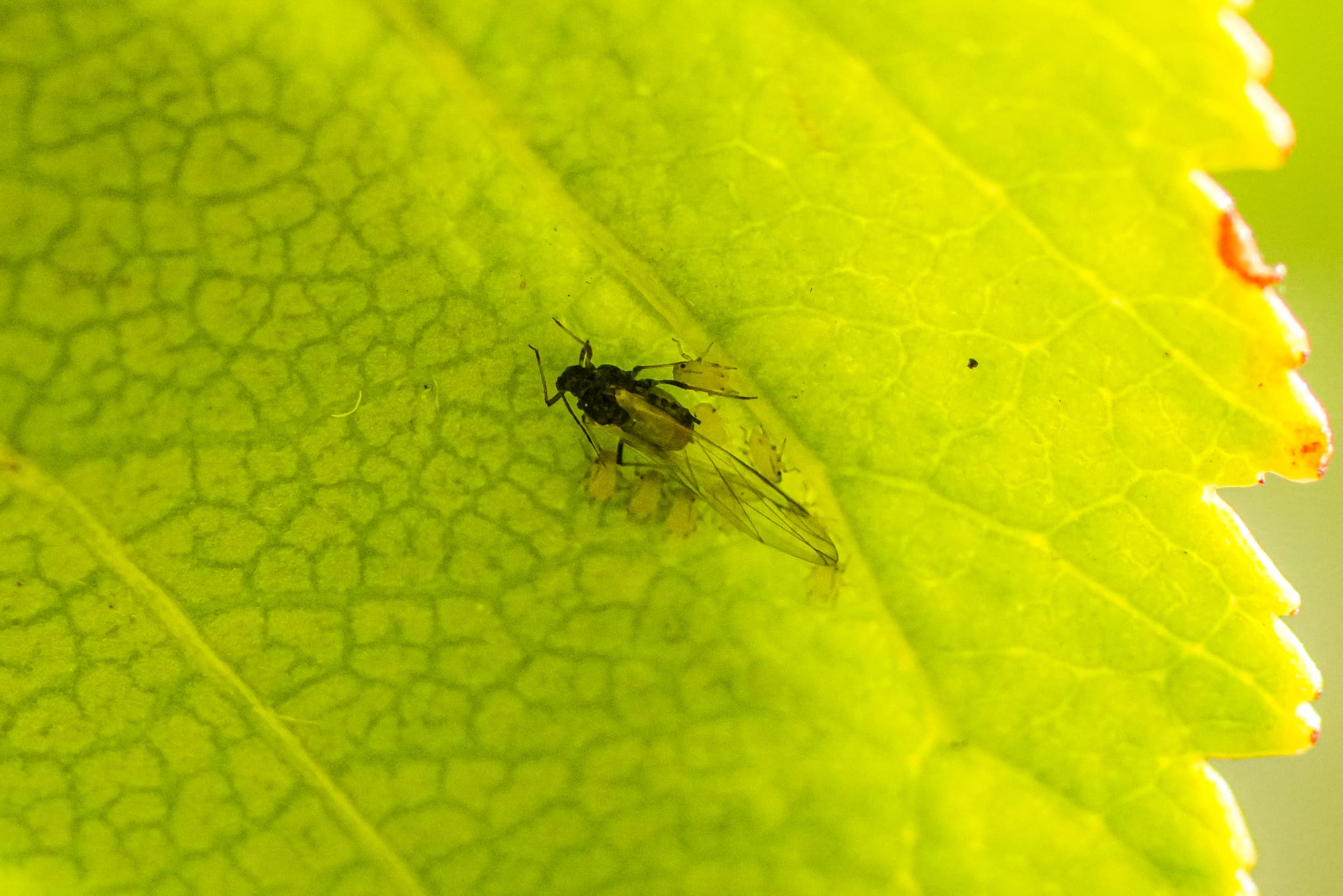 aphid with babies