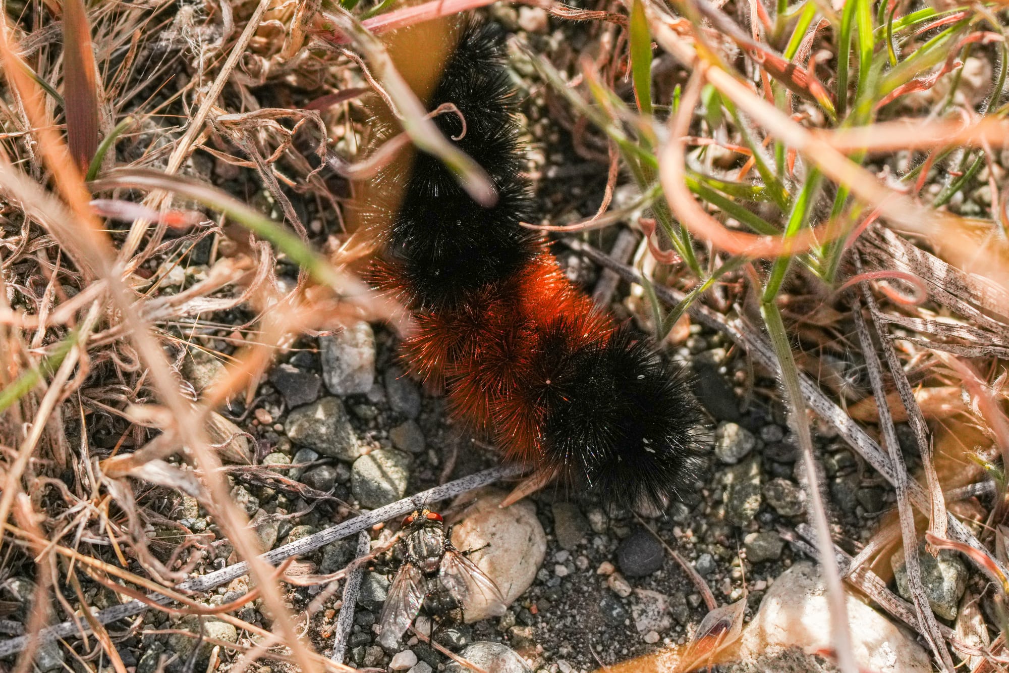 Woolly bear caterpillar