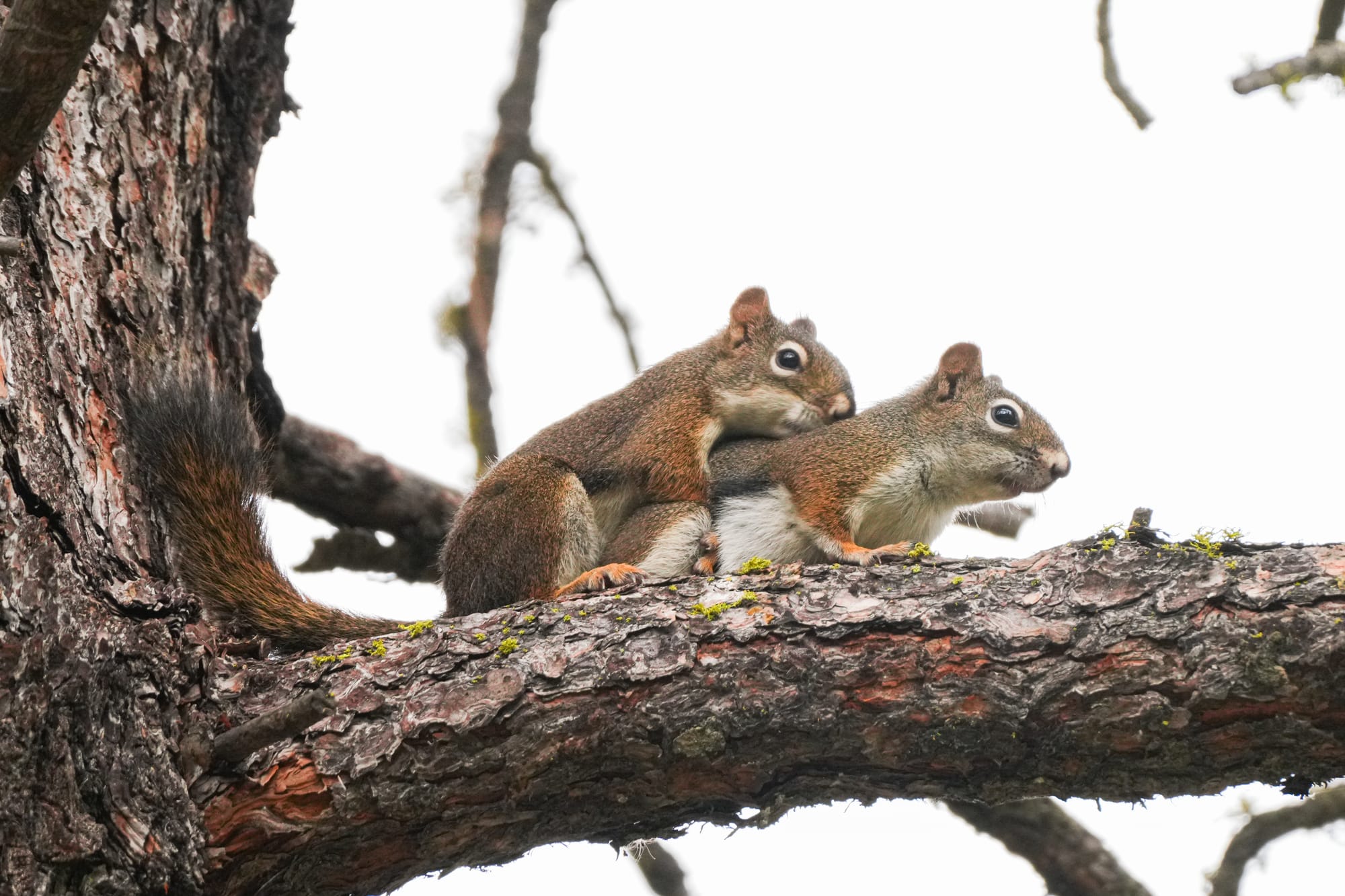 two red squirrels