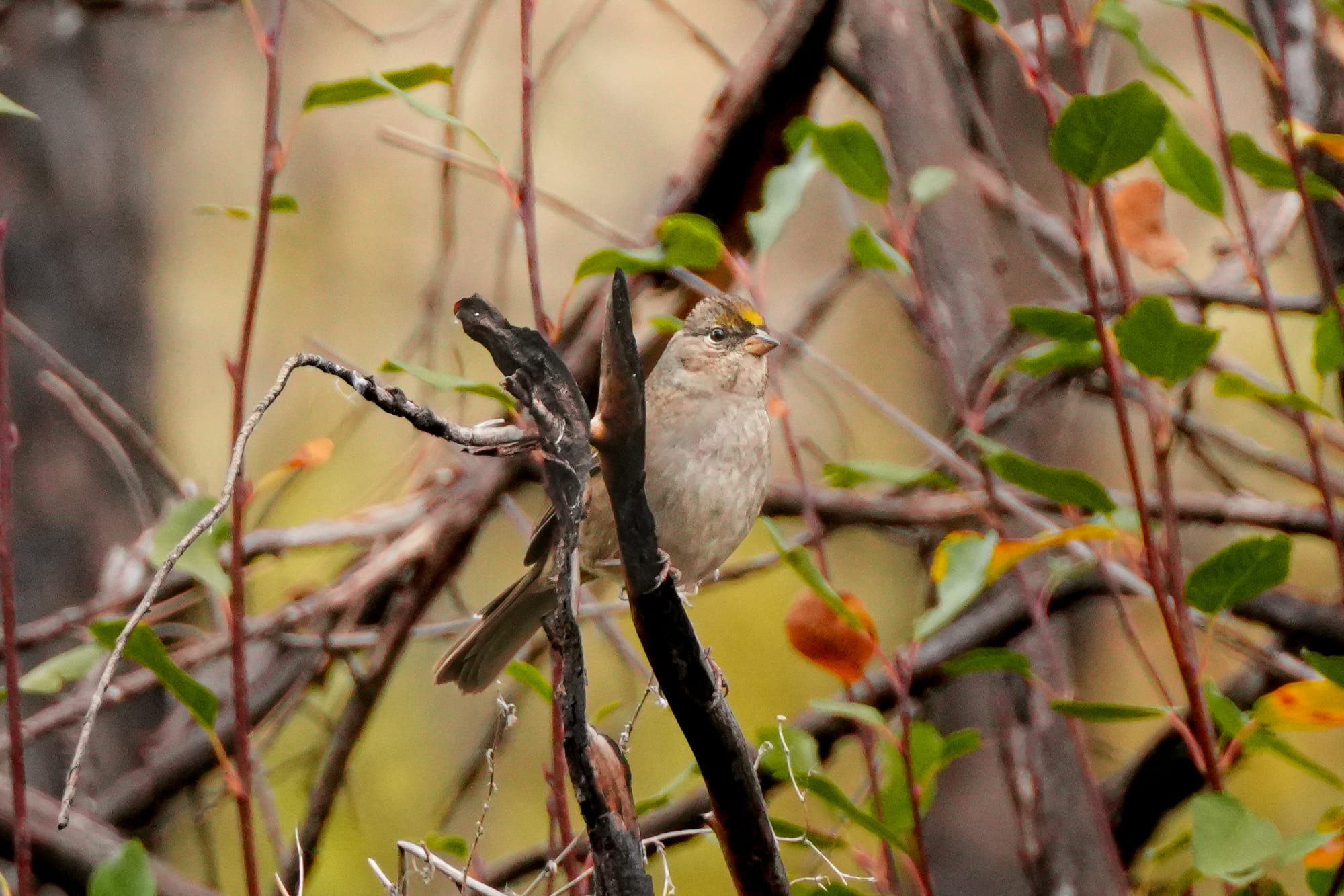 golden-crowned sparrow