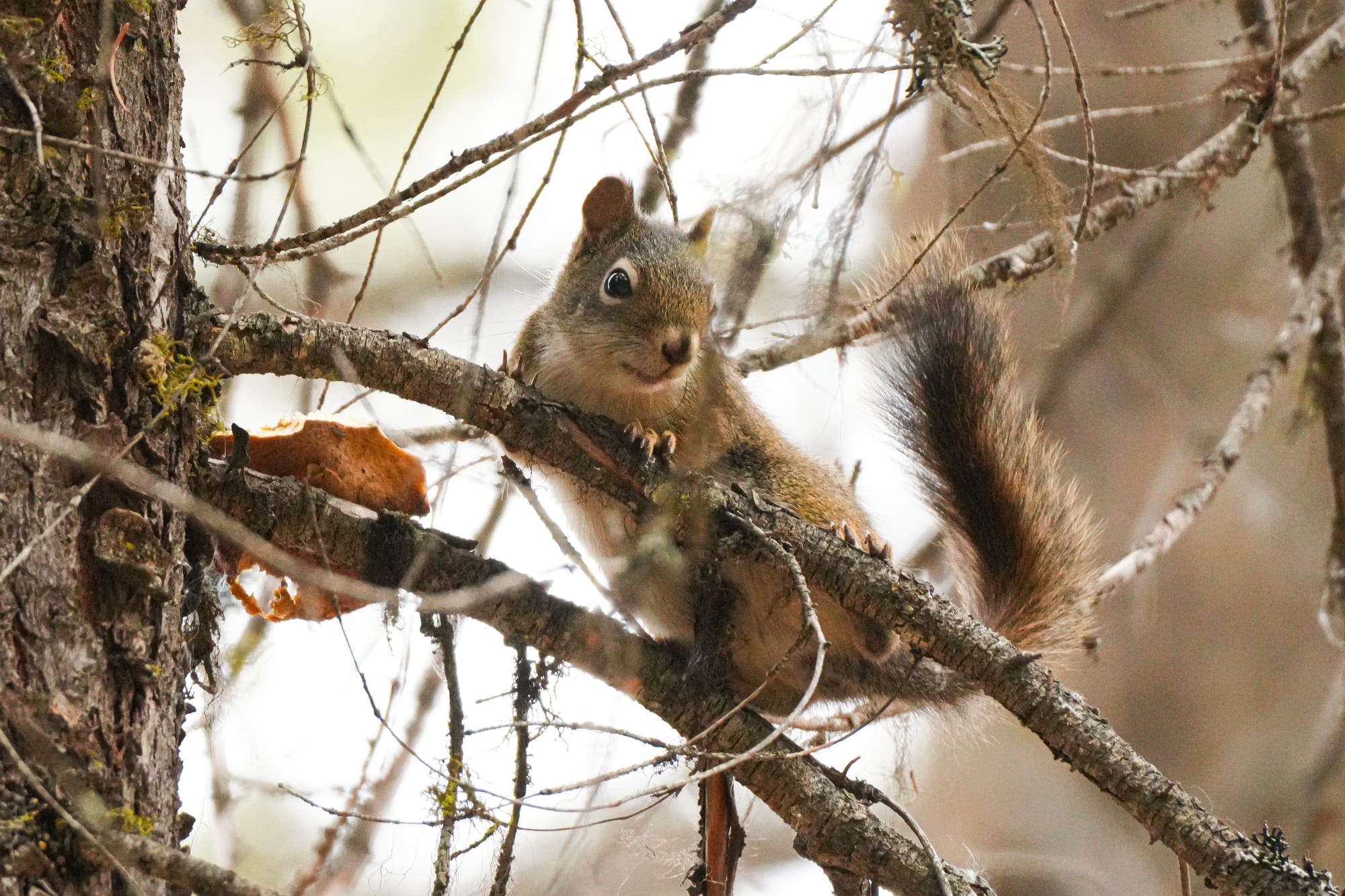 red squirrel with mushroom