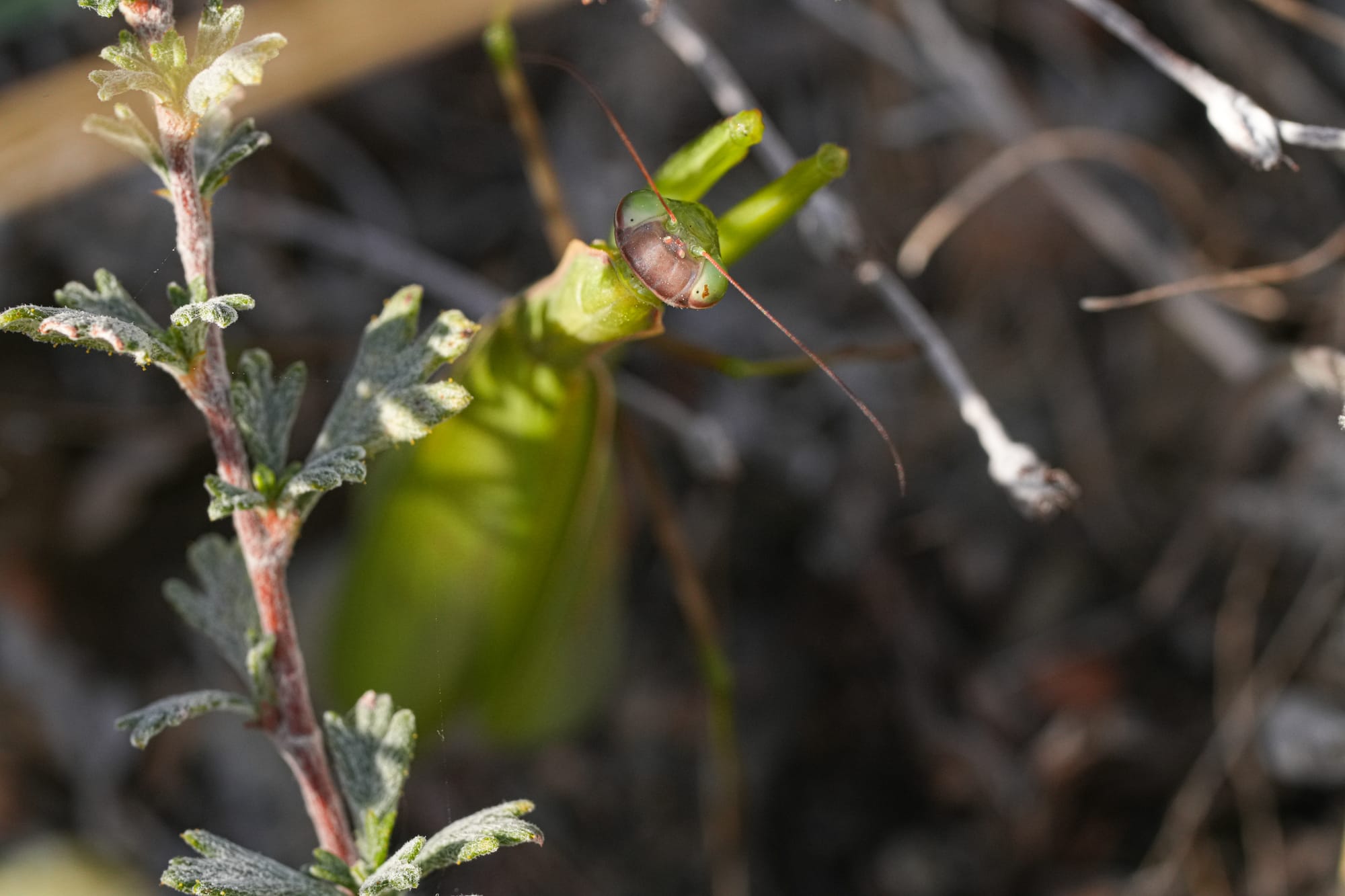 praying mantis