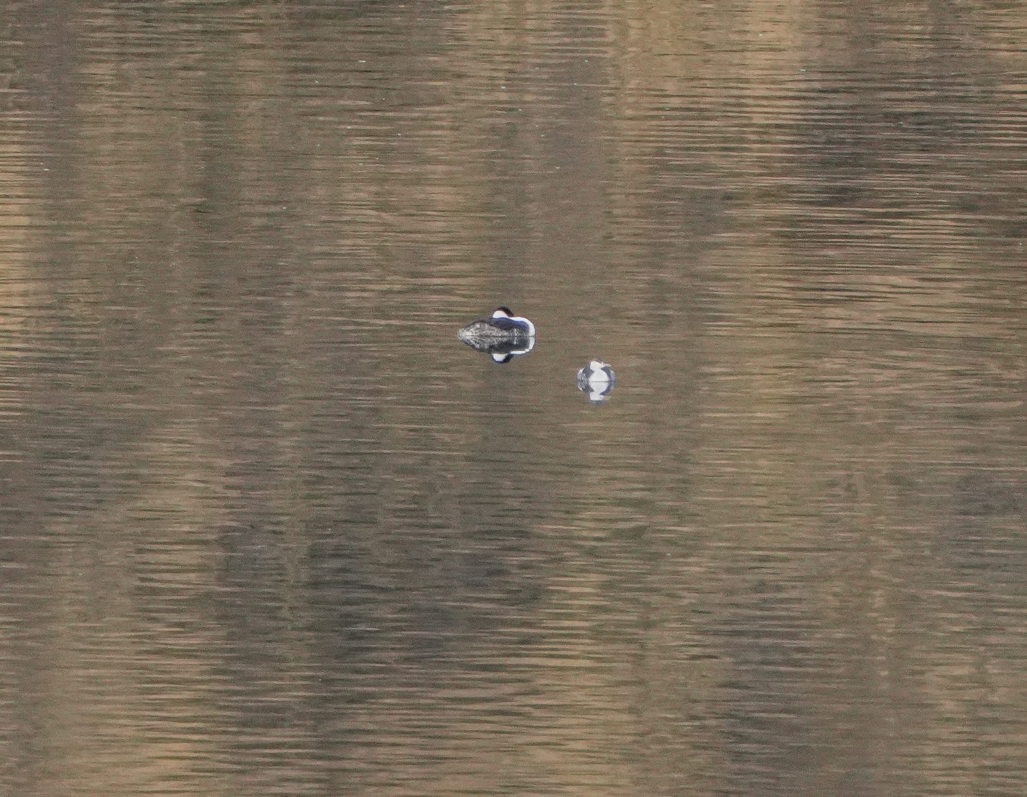 western and horned grebe