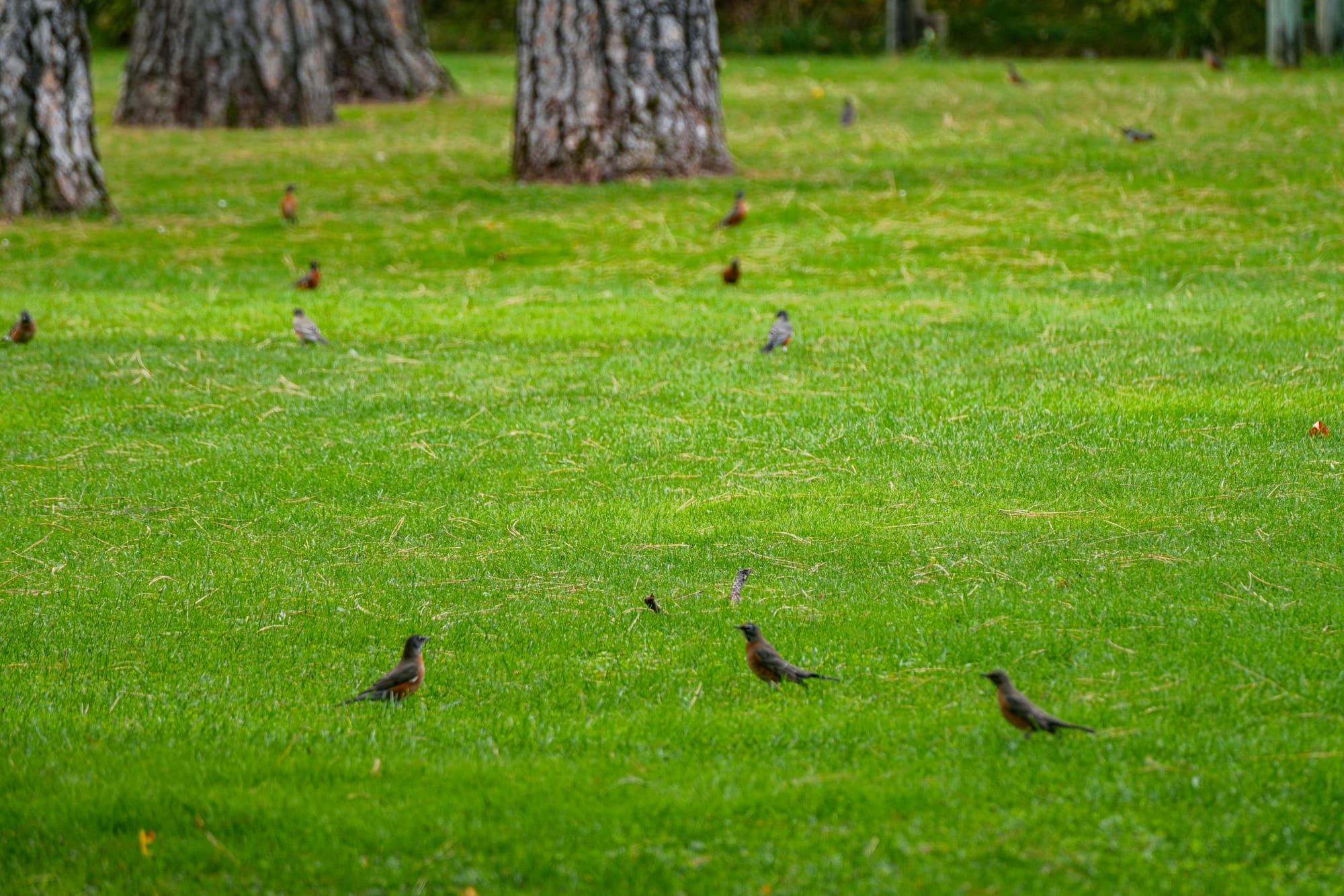 American robins