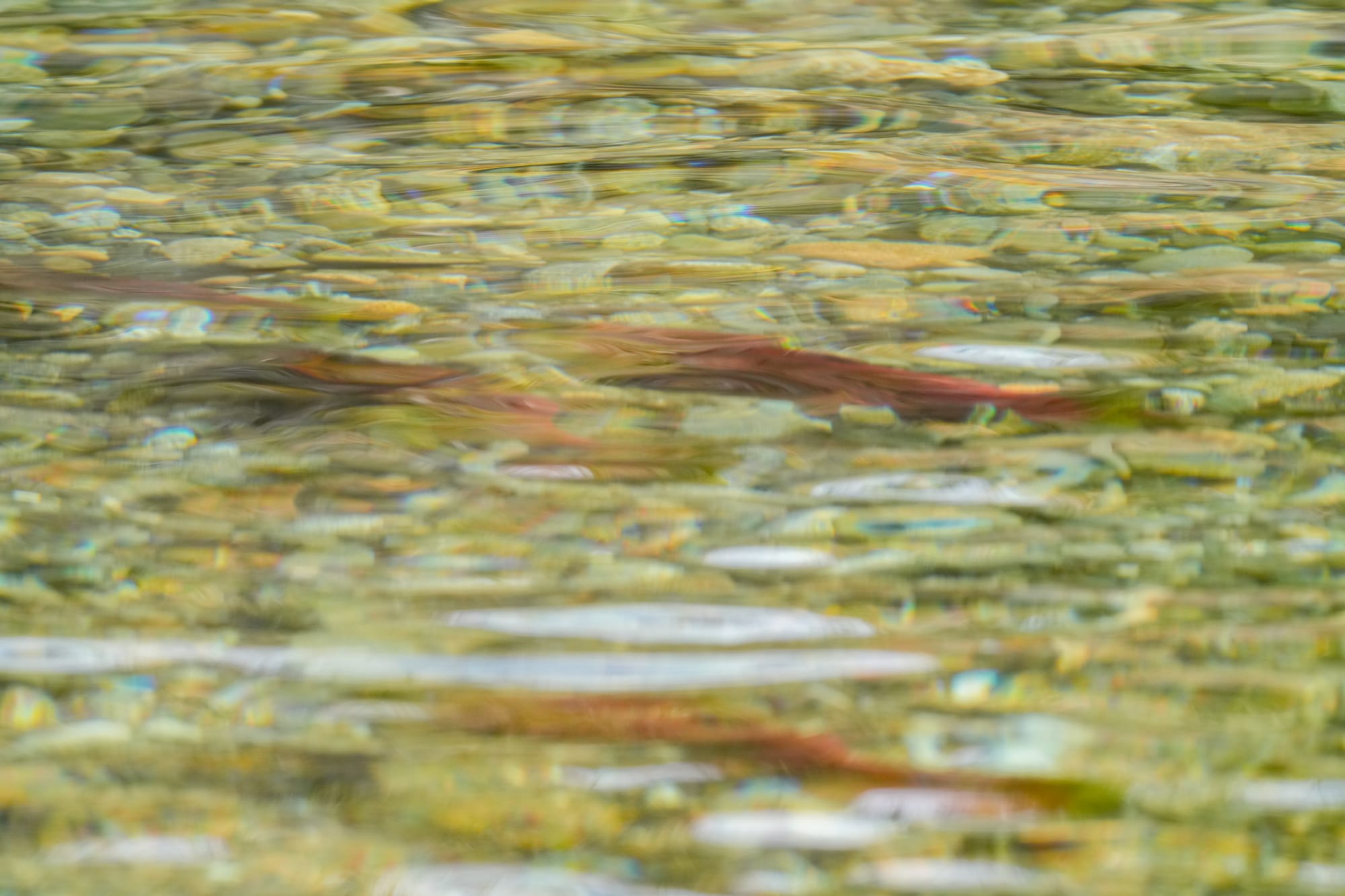 sockeye salmon