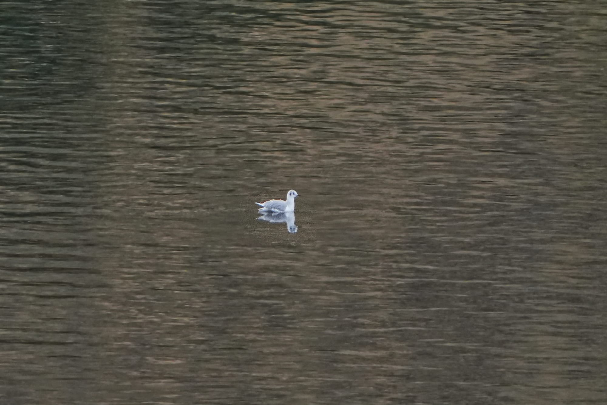 Bonaparte's gull