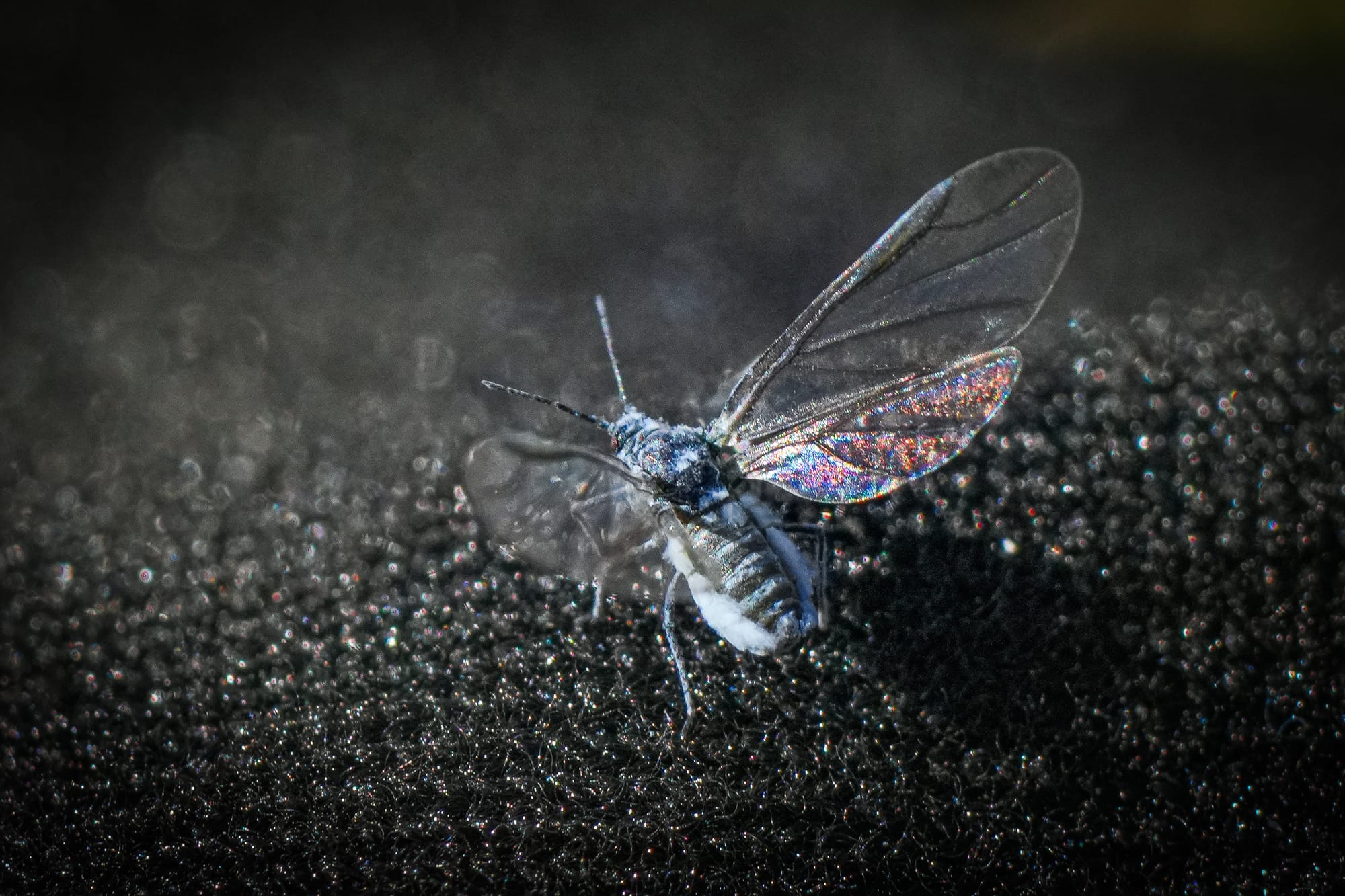 woolly aphid