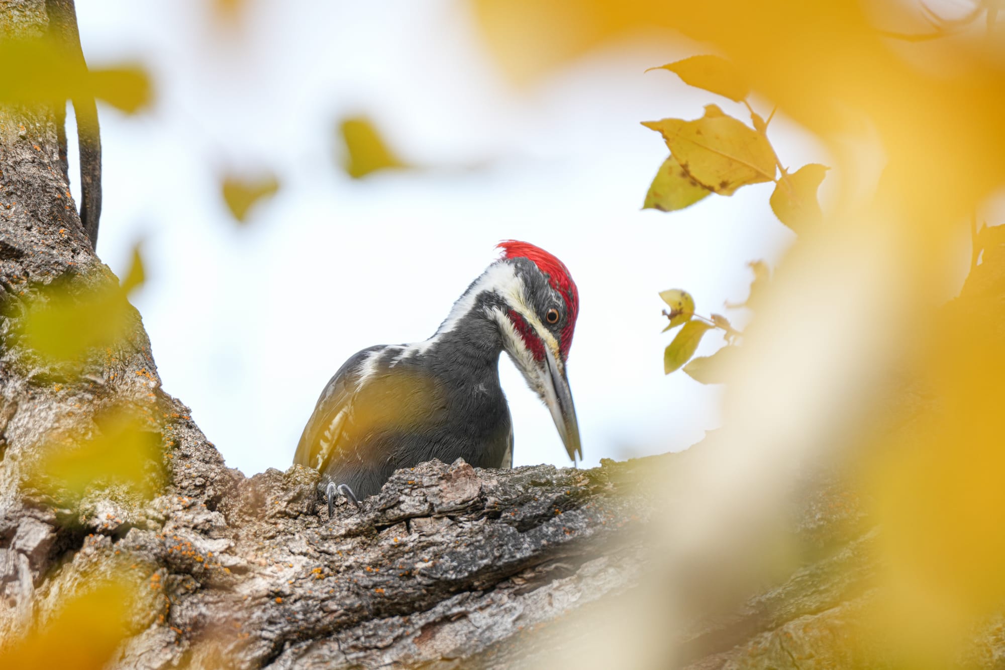 pileated woodpecker