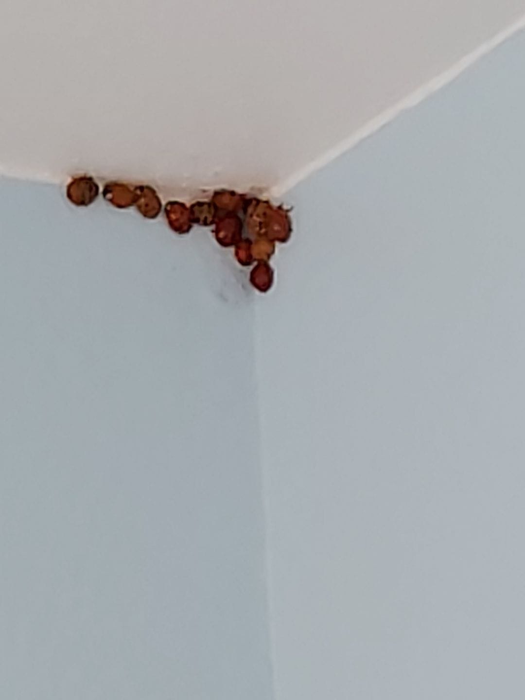 Asian lady beetles