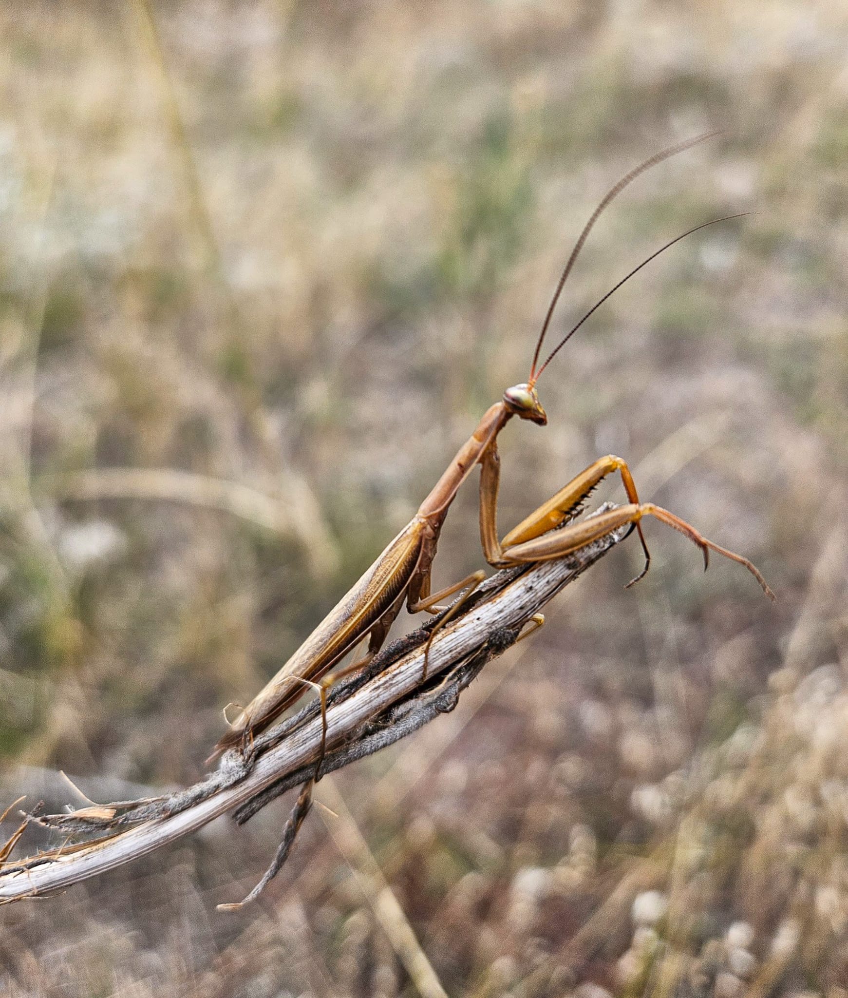 praying mantis