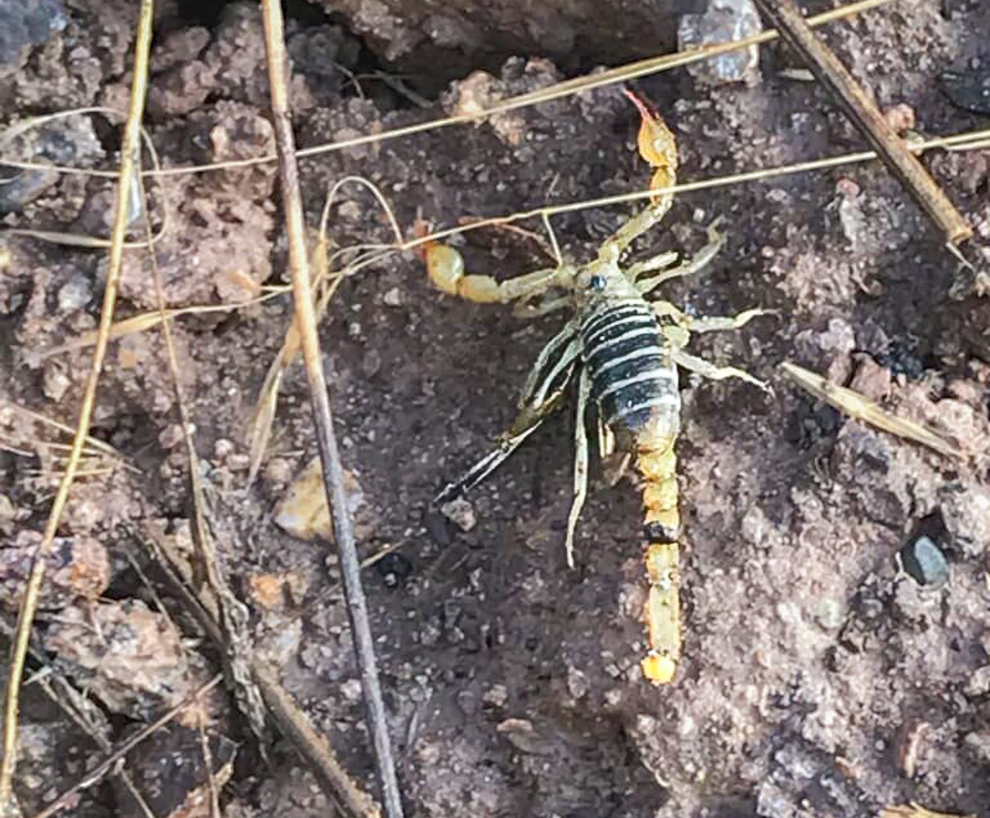 northern scorpion