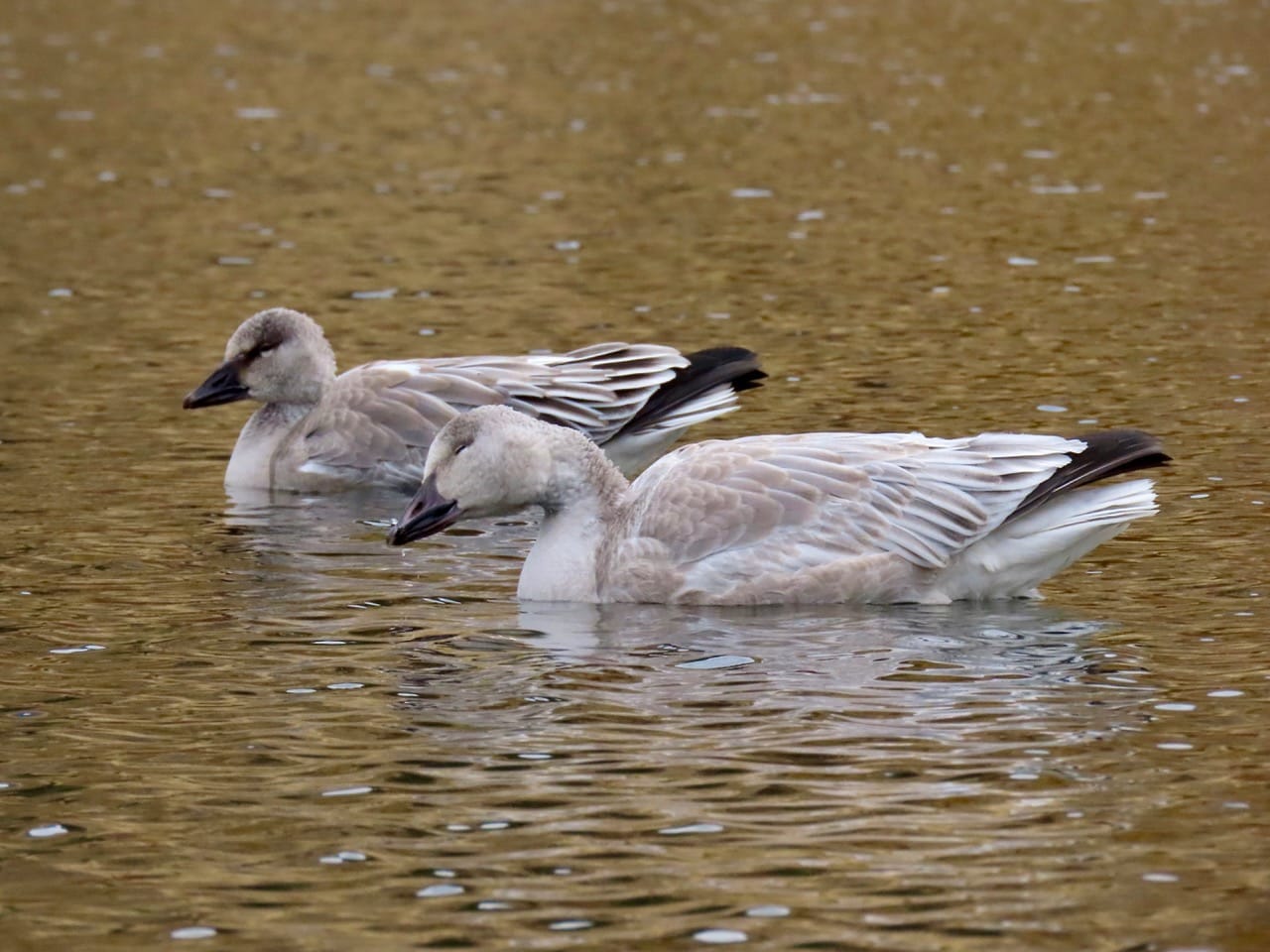 snow geese