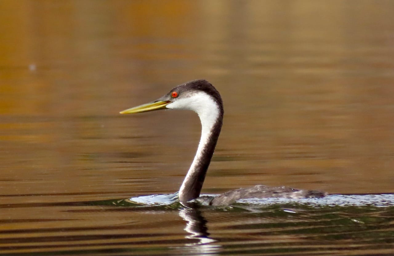 western grebe