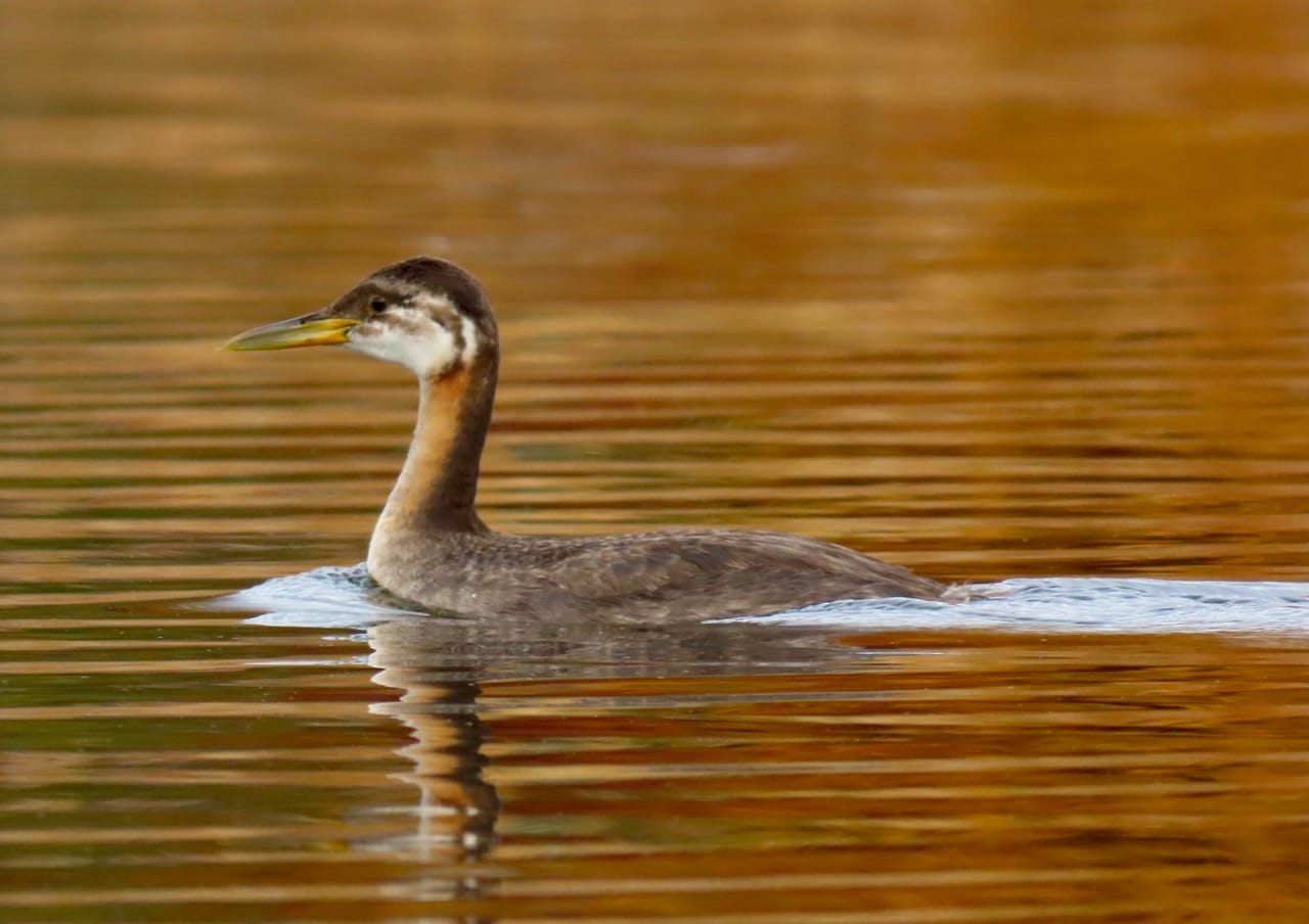 red-necked grebe