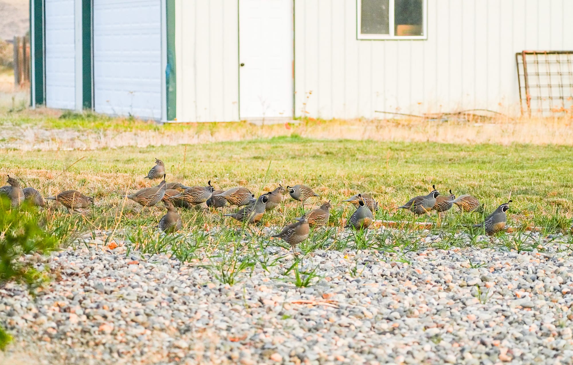 California quail