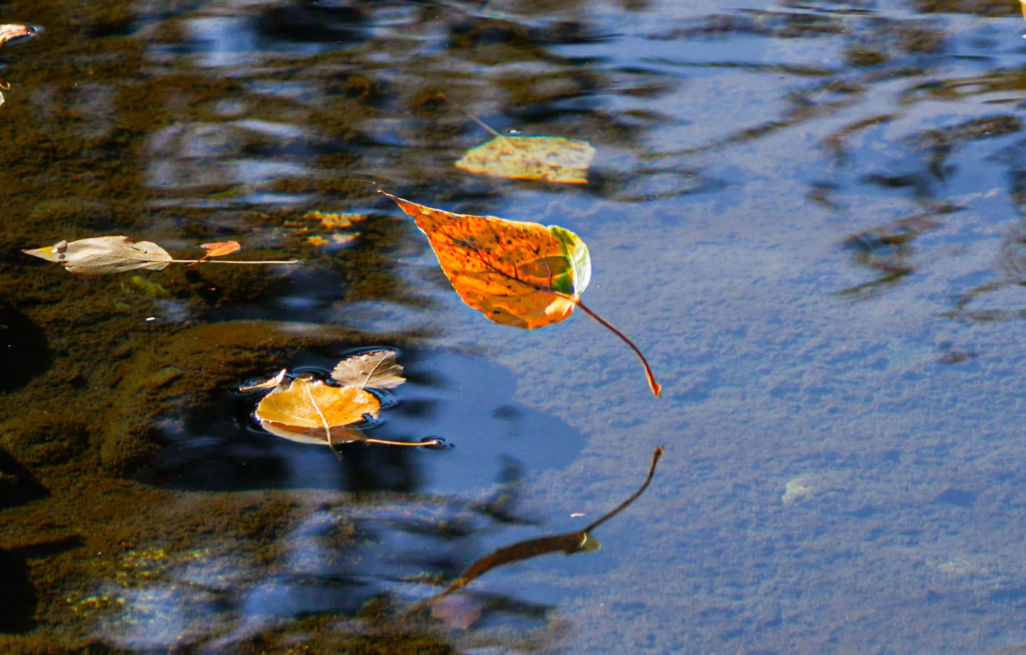 falling leaf