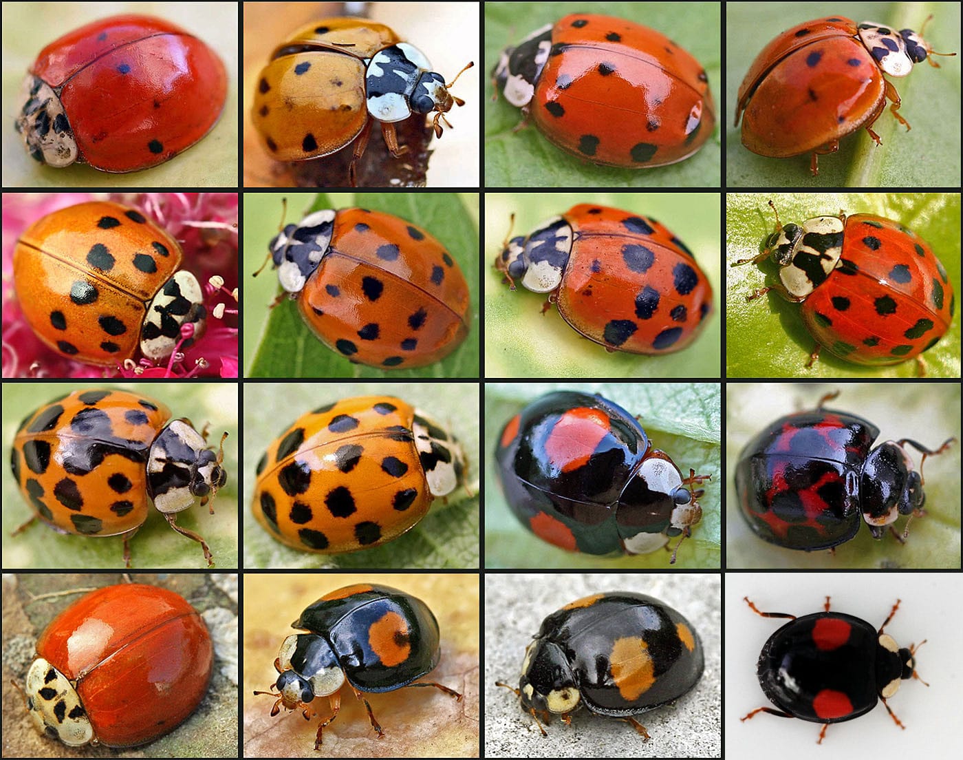 Asian lady beetle