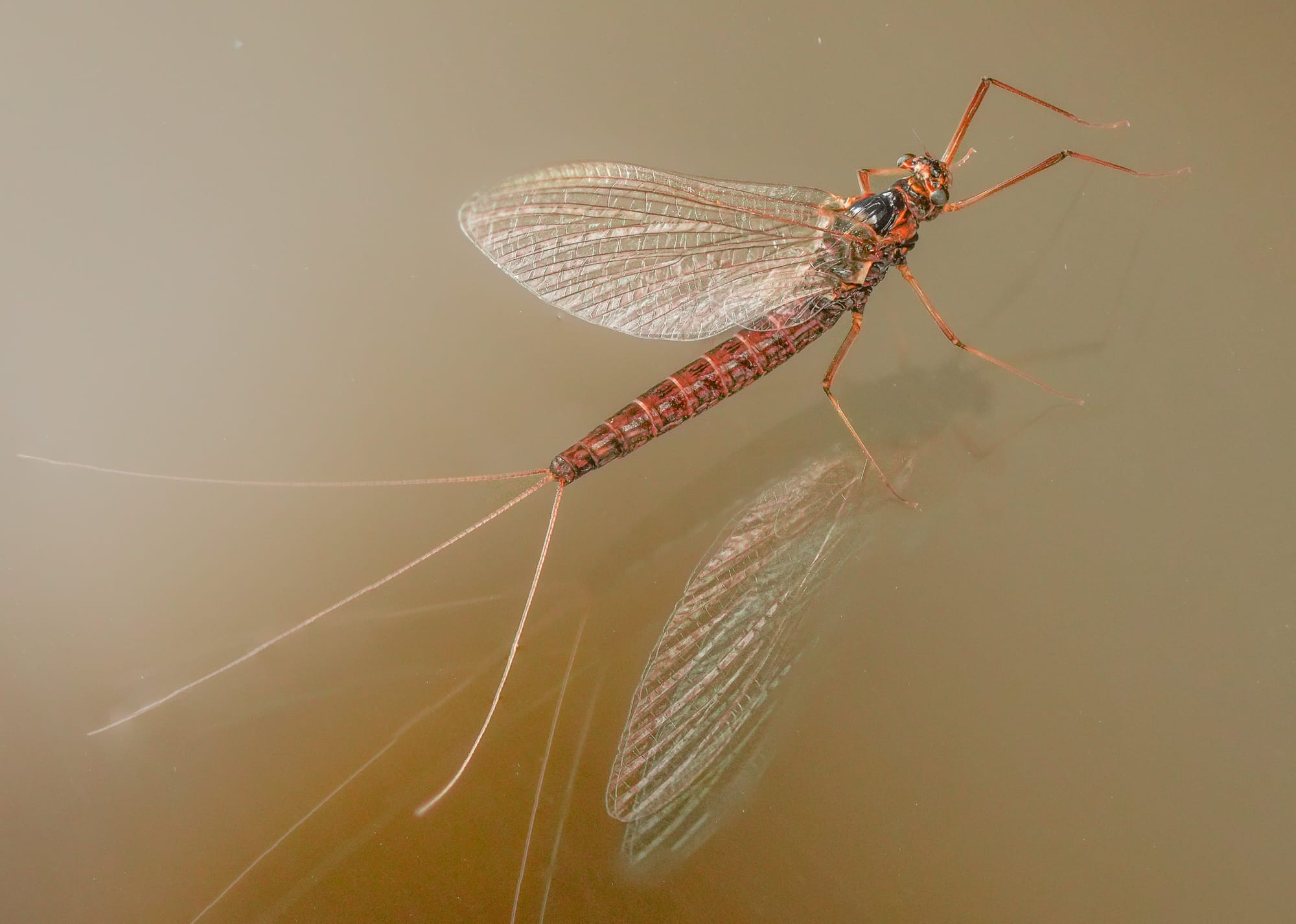 mayfly