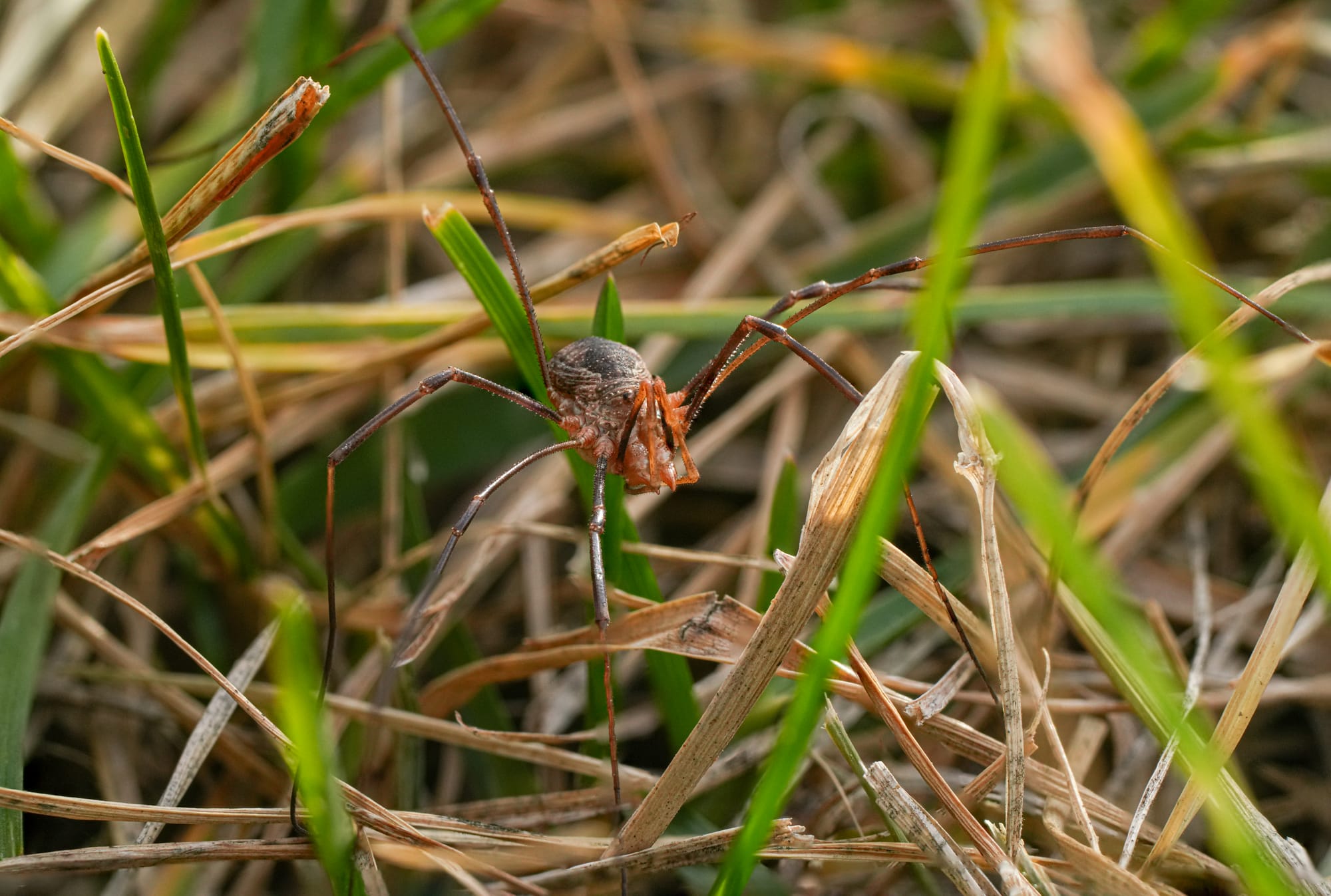 harvestman