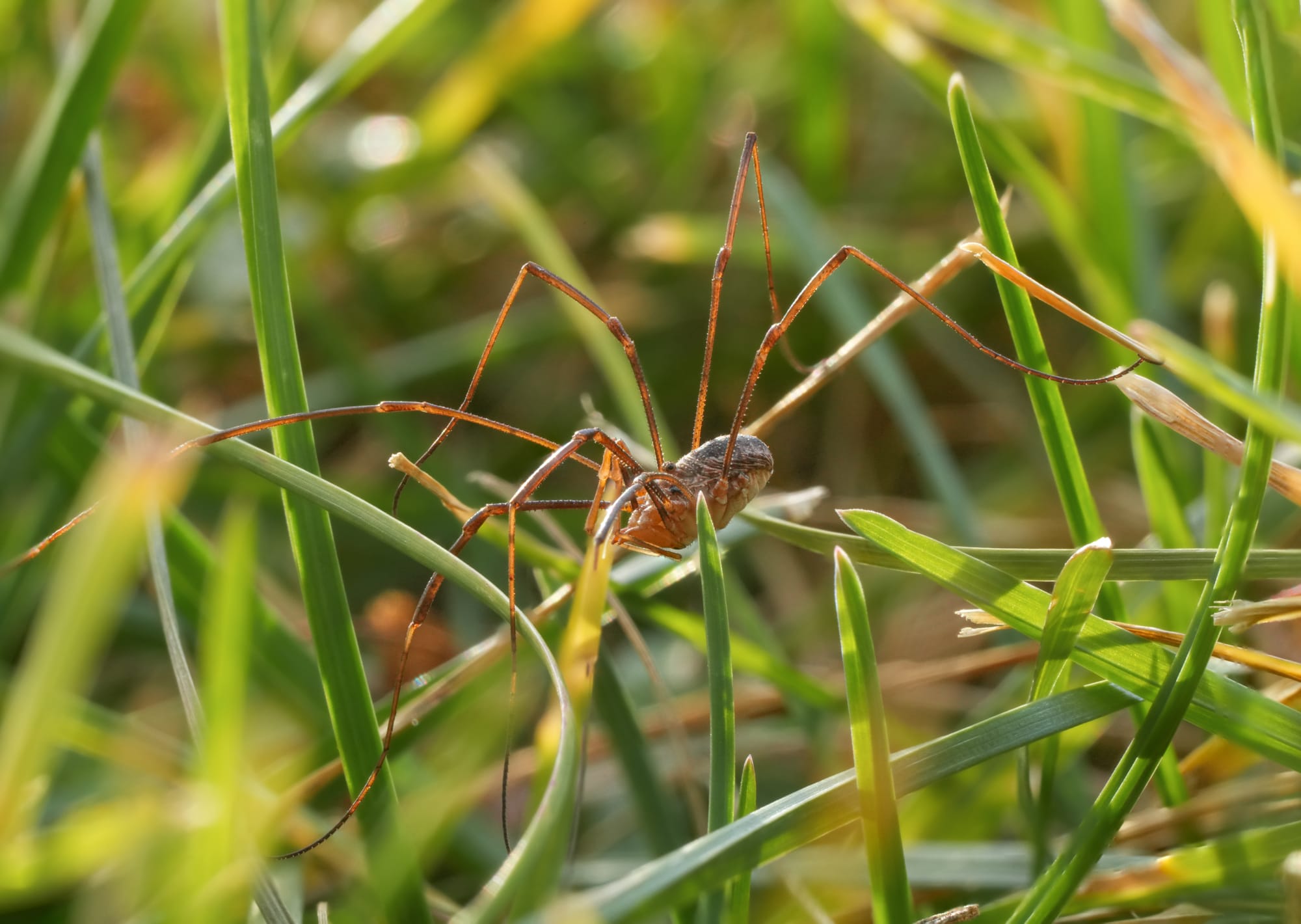 harvestman