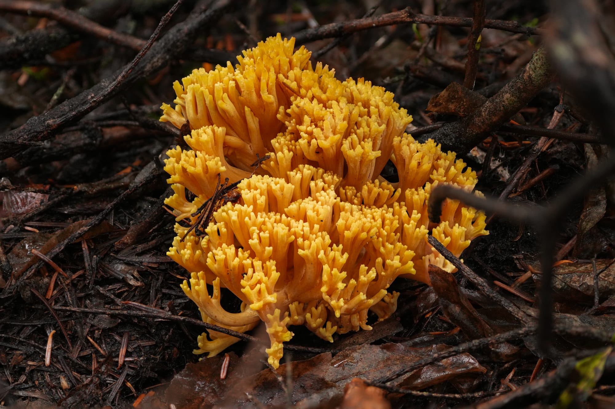 coral fungi