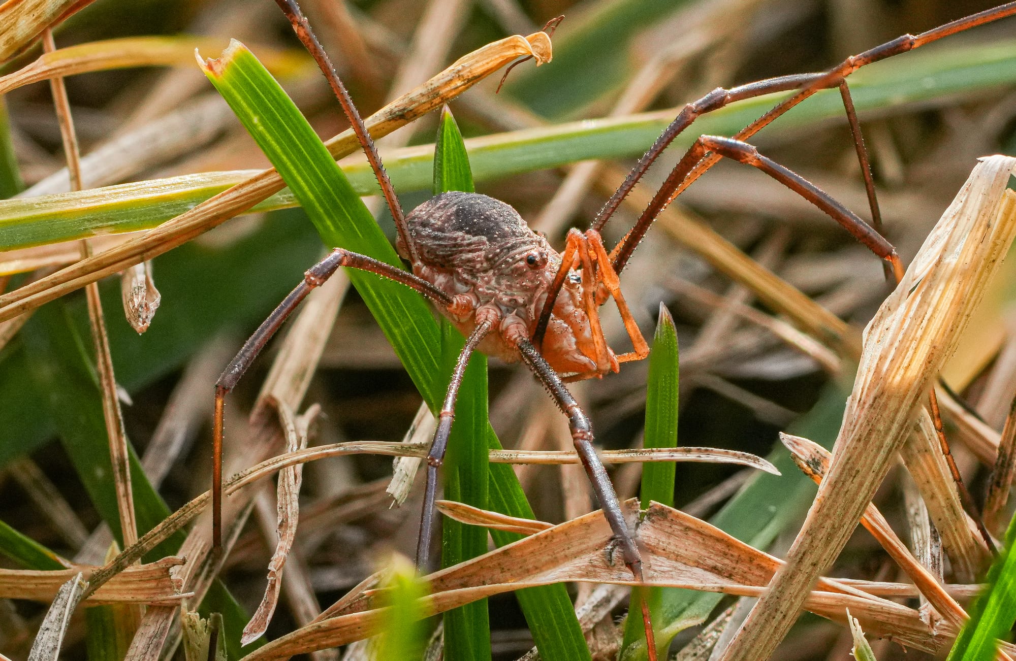 harvestman