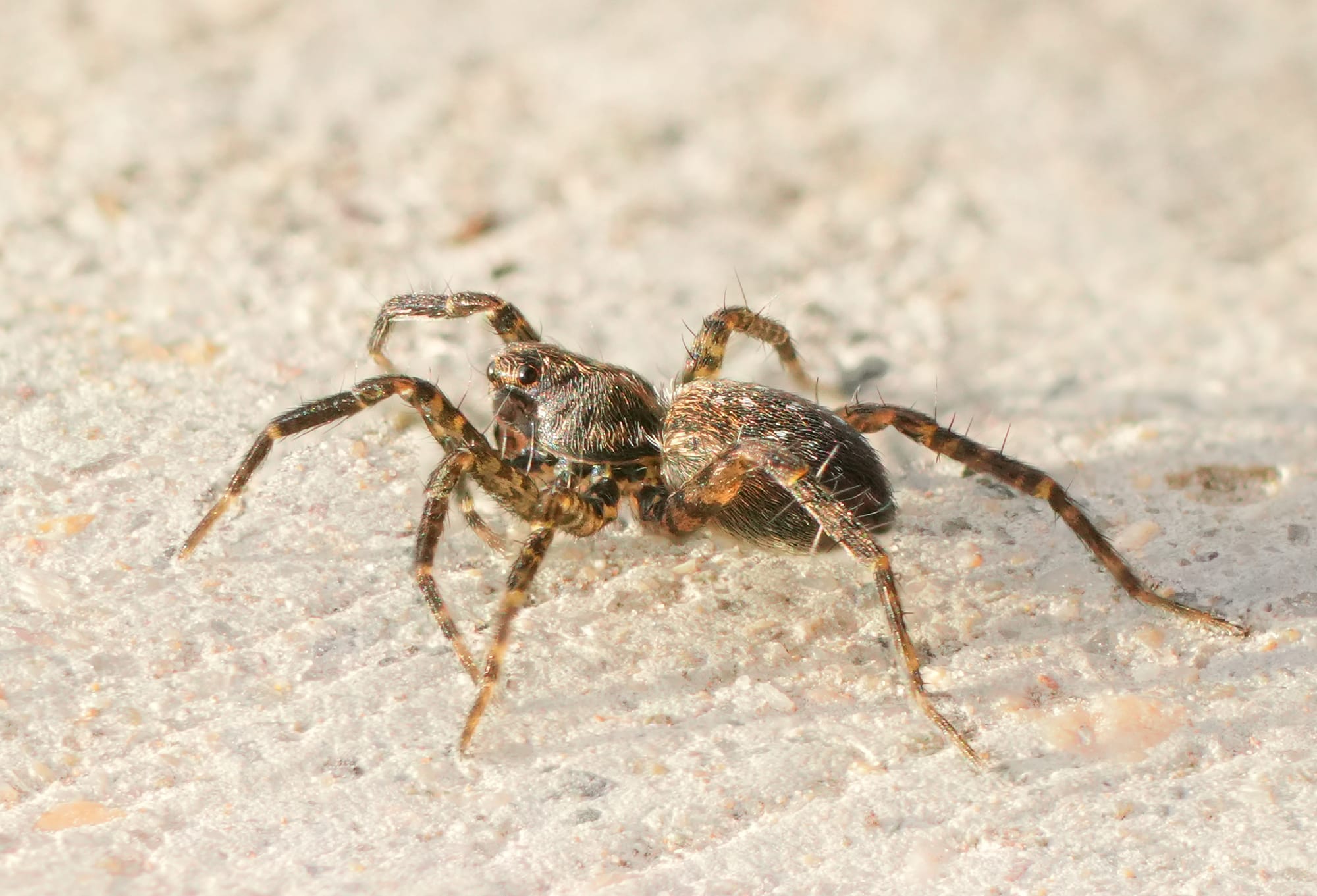 spider close up