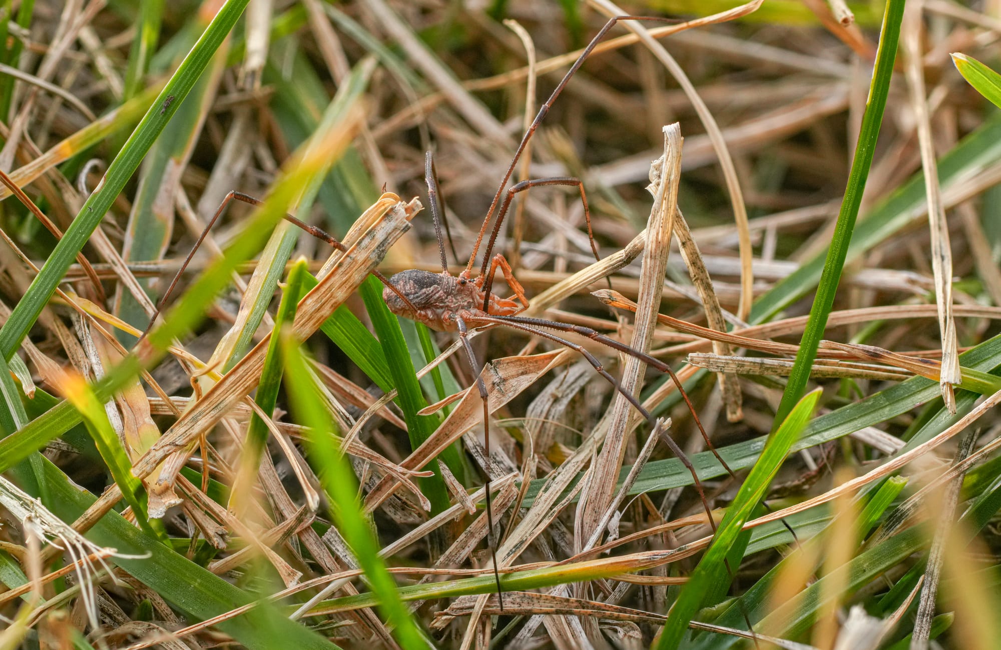 harvestman