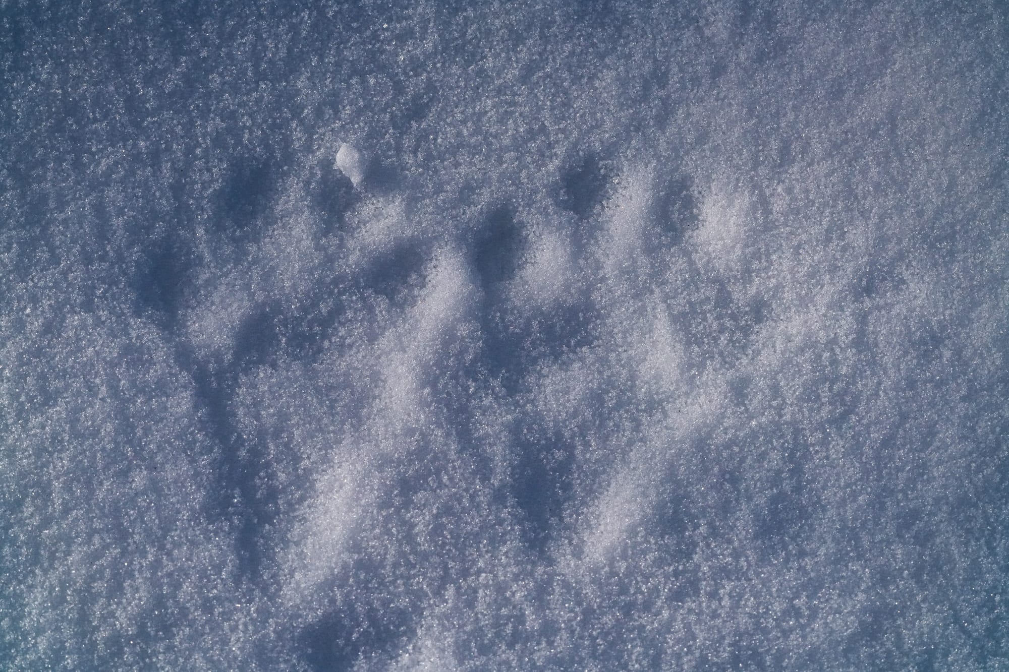 animal tracks