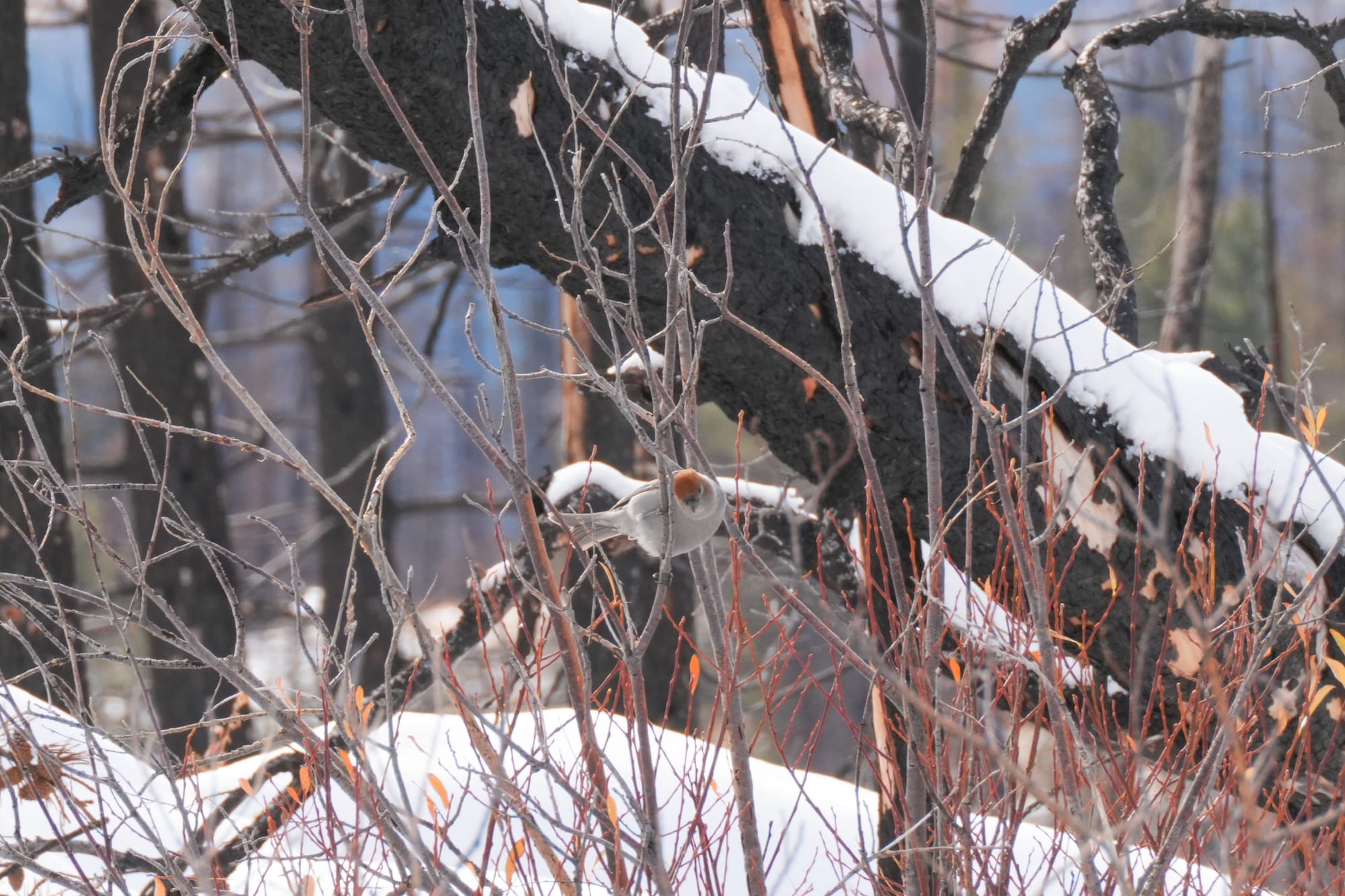 pine grosbeak