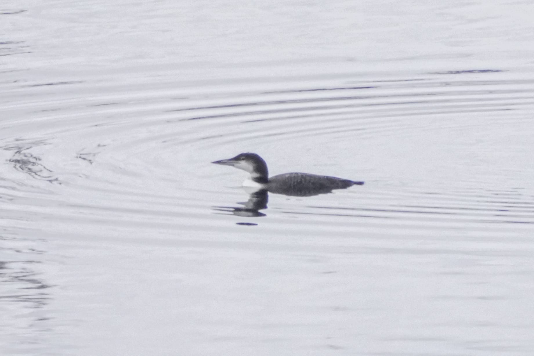 common loon